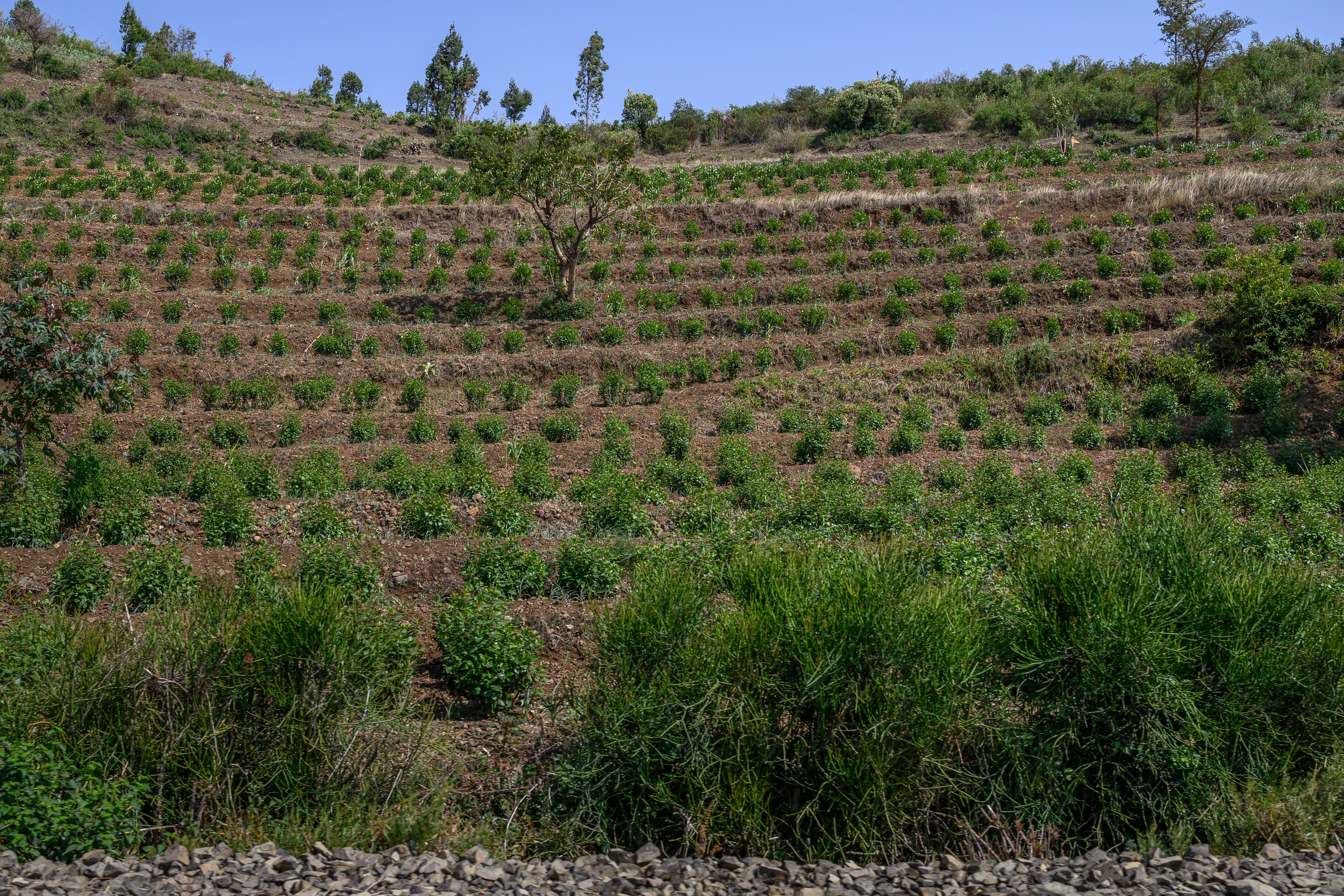 Khat growing on hillside, Ethiopia