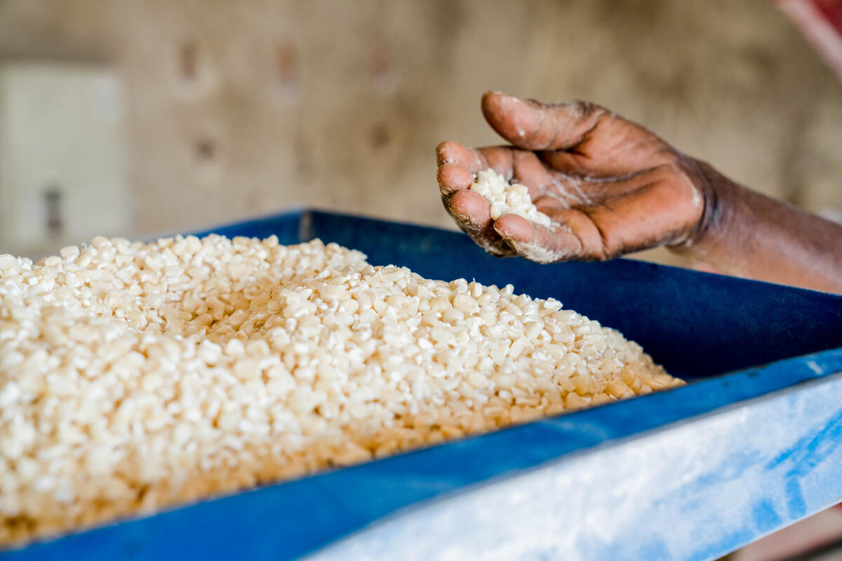 A hand picking corn