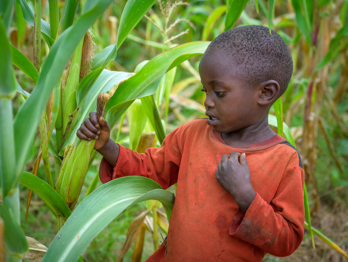 A child picking corn