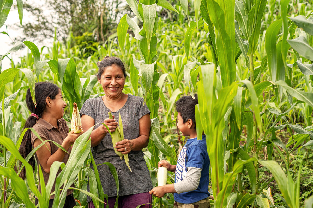 A mother and her children picking corn