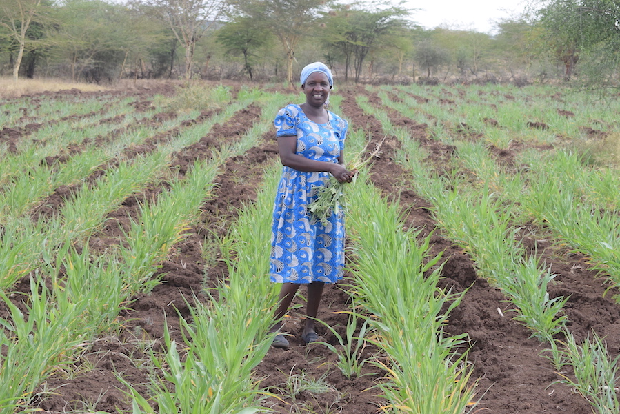 Damaris at her sorghum farm. Trees helped her to boost crop yields in her farm. ©World Vision Photo/Sarah Ooko.