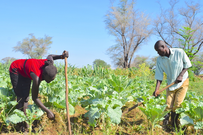 Organic manure from livestock boosts soil fertility and increases crop productivity. ©World Vision Photo/Sarah Ooko.