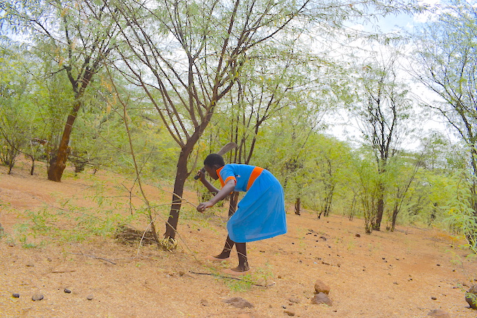 Stella prunes trees through the Farmer Managed Natural Regeneration (FMNR) approach in Baringo County, Kenya.