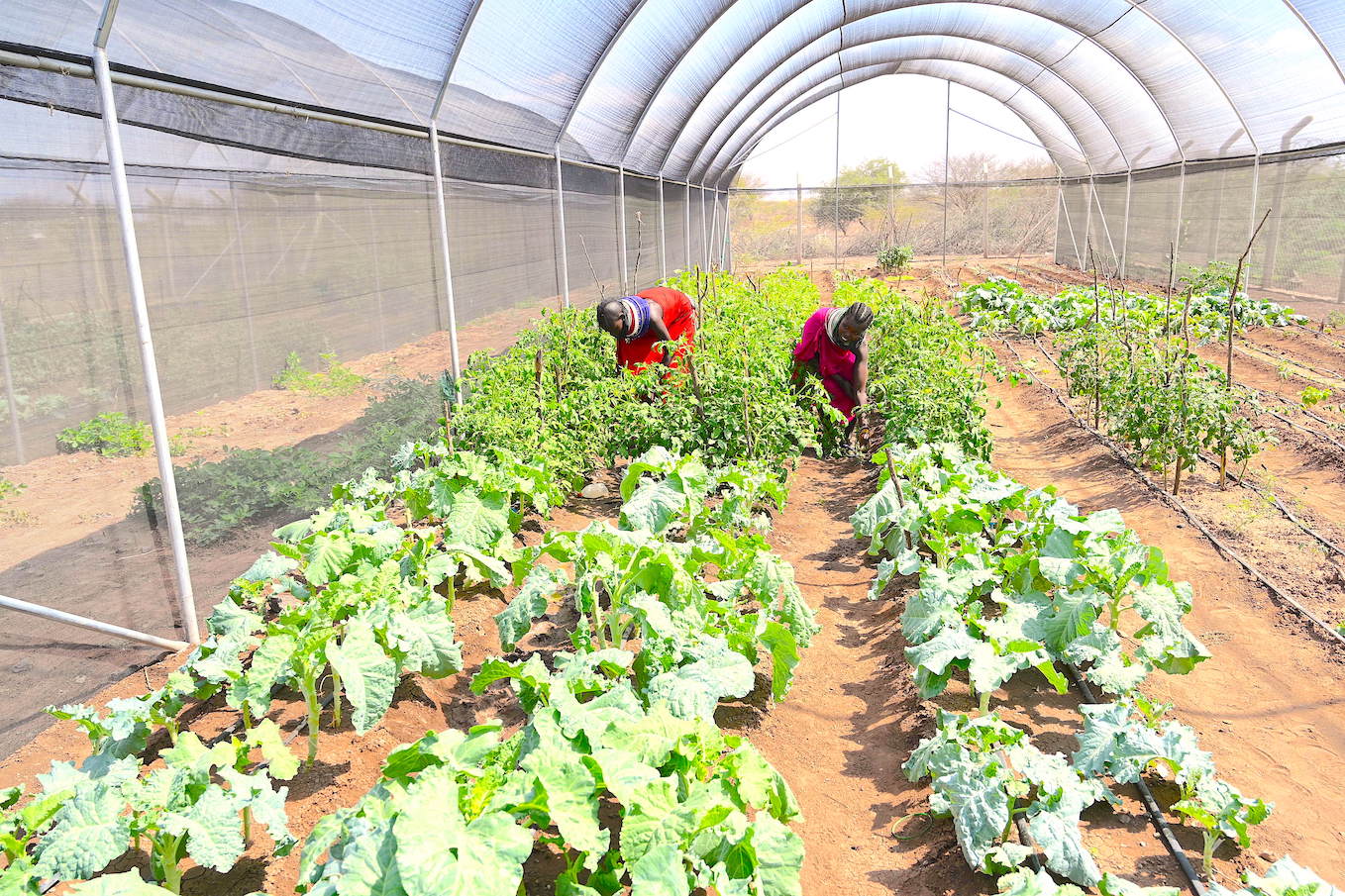Prolonged droughts caused by climate change adversely affect crop and livestock production in Turkana County. ©World Vision Photo/Sarah Ooko.