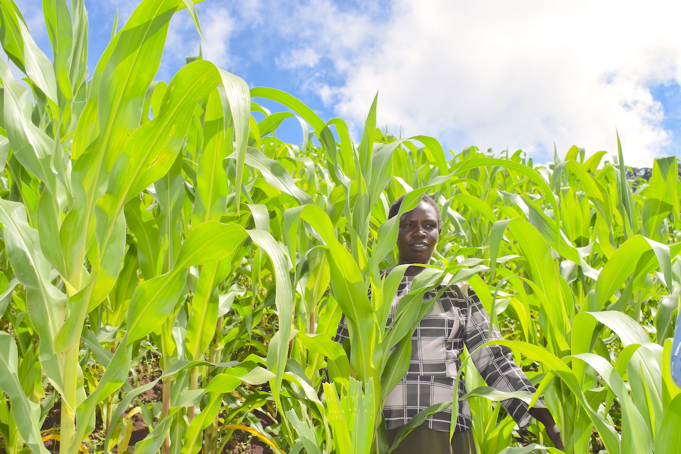 A majority of Kenyans rely on agriculture to sustain their livelihoods. ©World Vision Photo/Sarah Ooko.