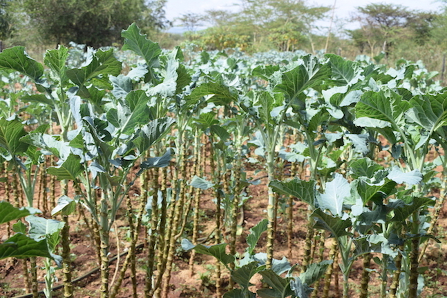 Vegetables in Rebecca's farm are still alive, thanks to the trees on his farm in Baringo County, Kenya. ©World Vision Photo/Sarah Ooko.