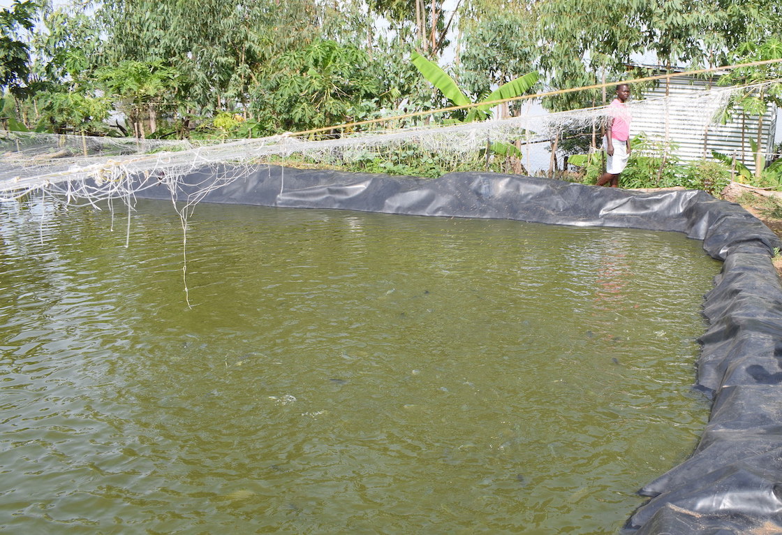 Fish farming  has enabled Christine to get an alternative source of income and meet the needs of her family.©World Vision Photo/Sarah Ooko.