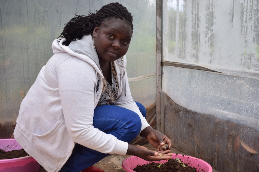 Dr.Caroline assessing the status of mealworms at the green house in Elgeyo Marakwet County, Kenya . ©World Vision Photo/Kenya.