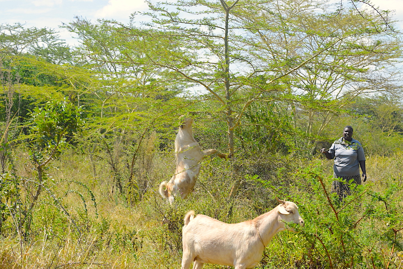 Trees encourage the growth of grass which provides pasture for livestock.