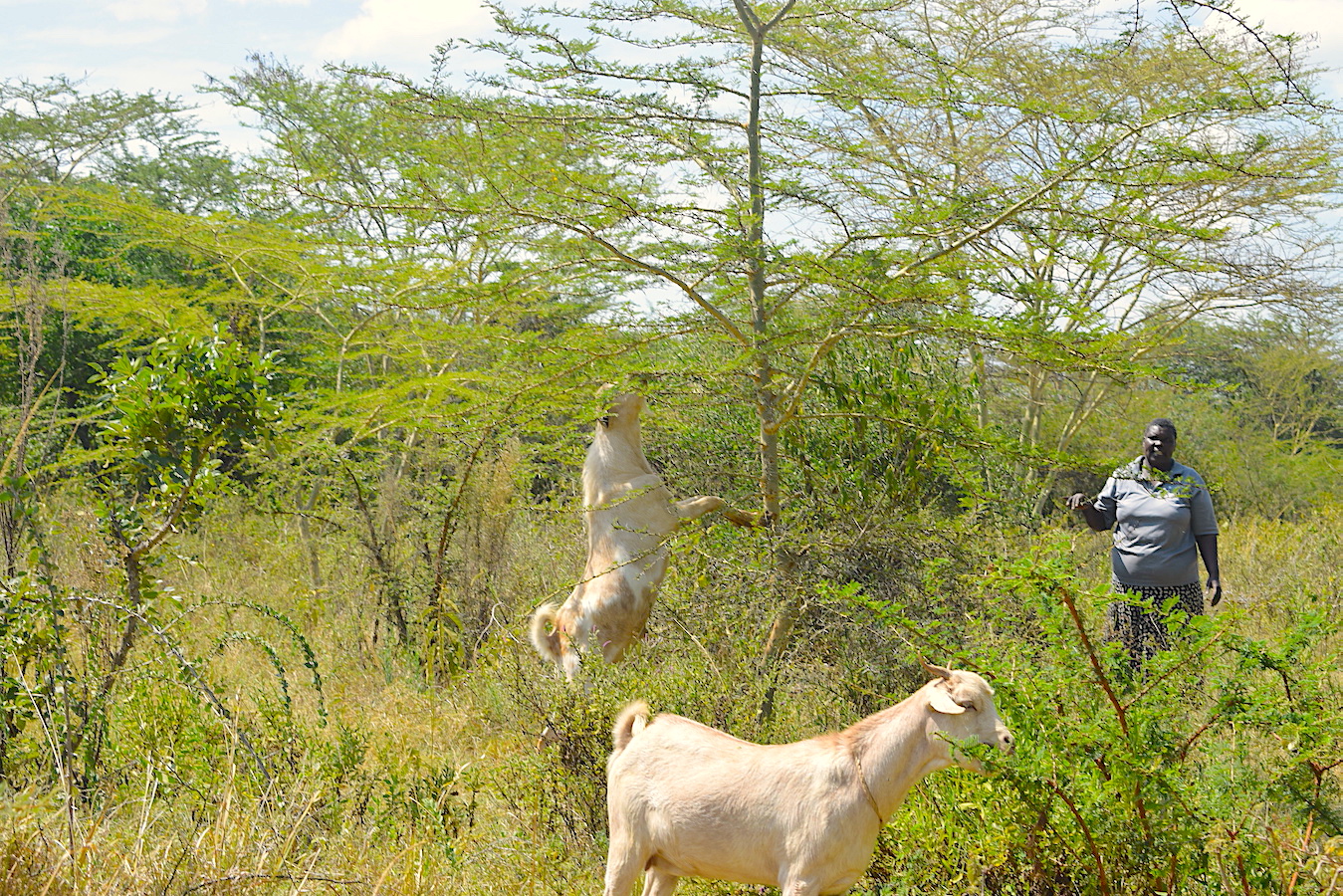 Trees encourage the growth of grass which provides pasture for livestock. 