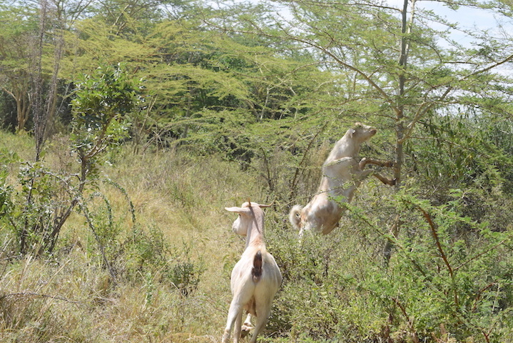 Drought tolerant offers good fodder for livestock during long dry spells.