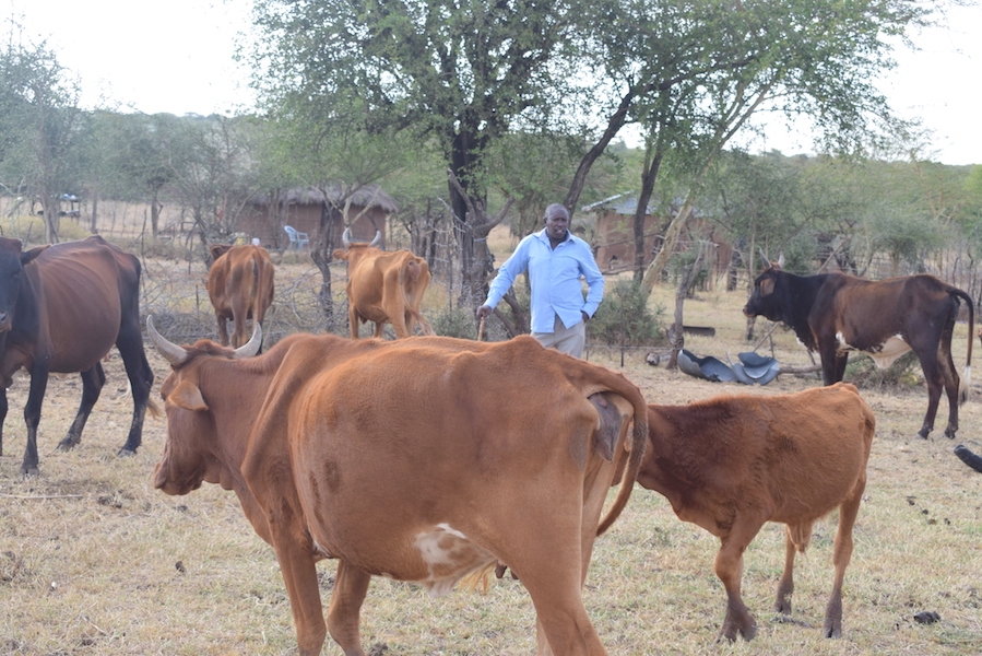 Titus herding livestock in his home compound. They now have sufficient pasture, thanks to the FMNR approach. 