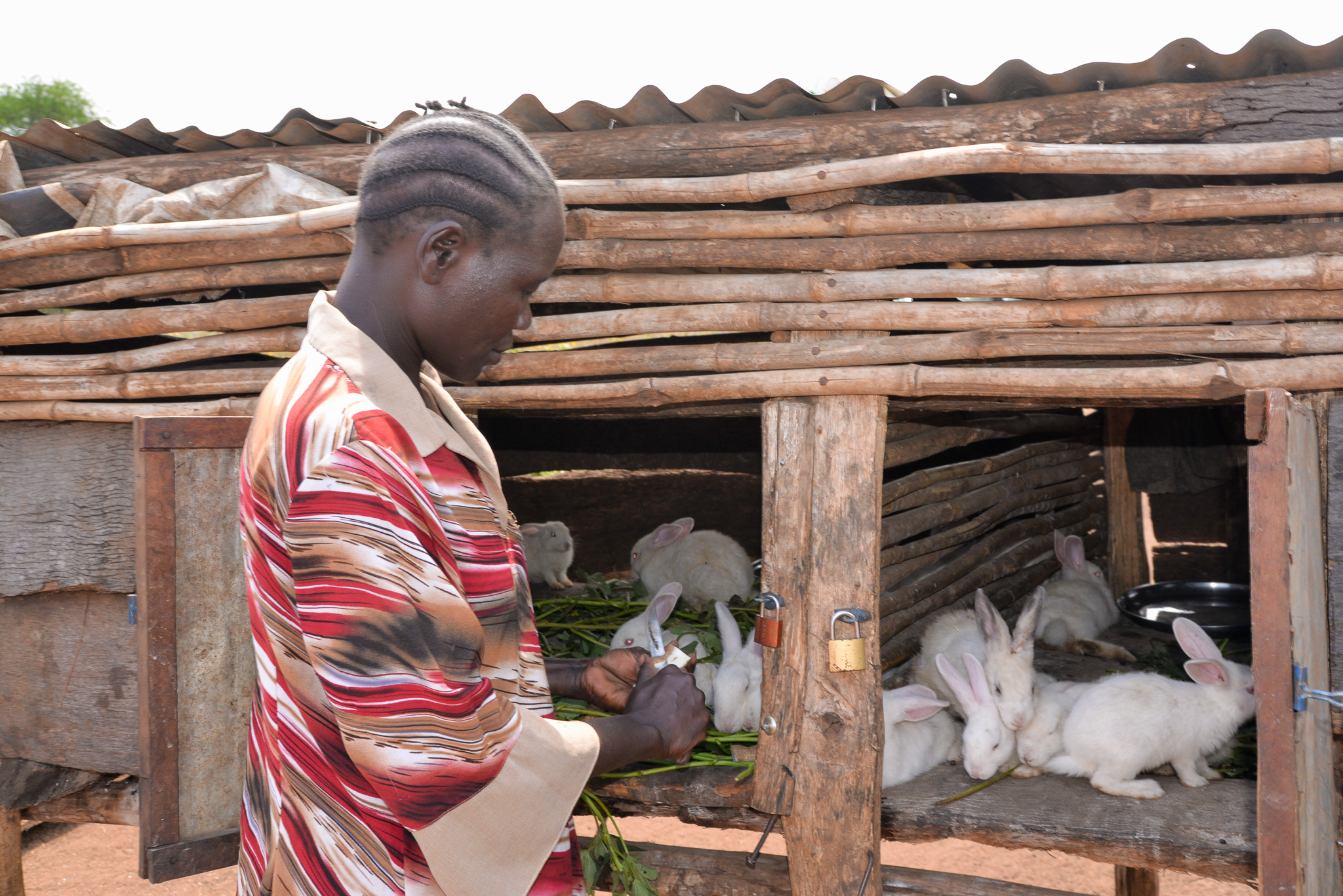 Rabbit farming