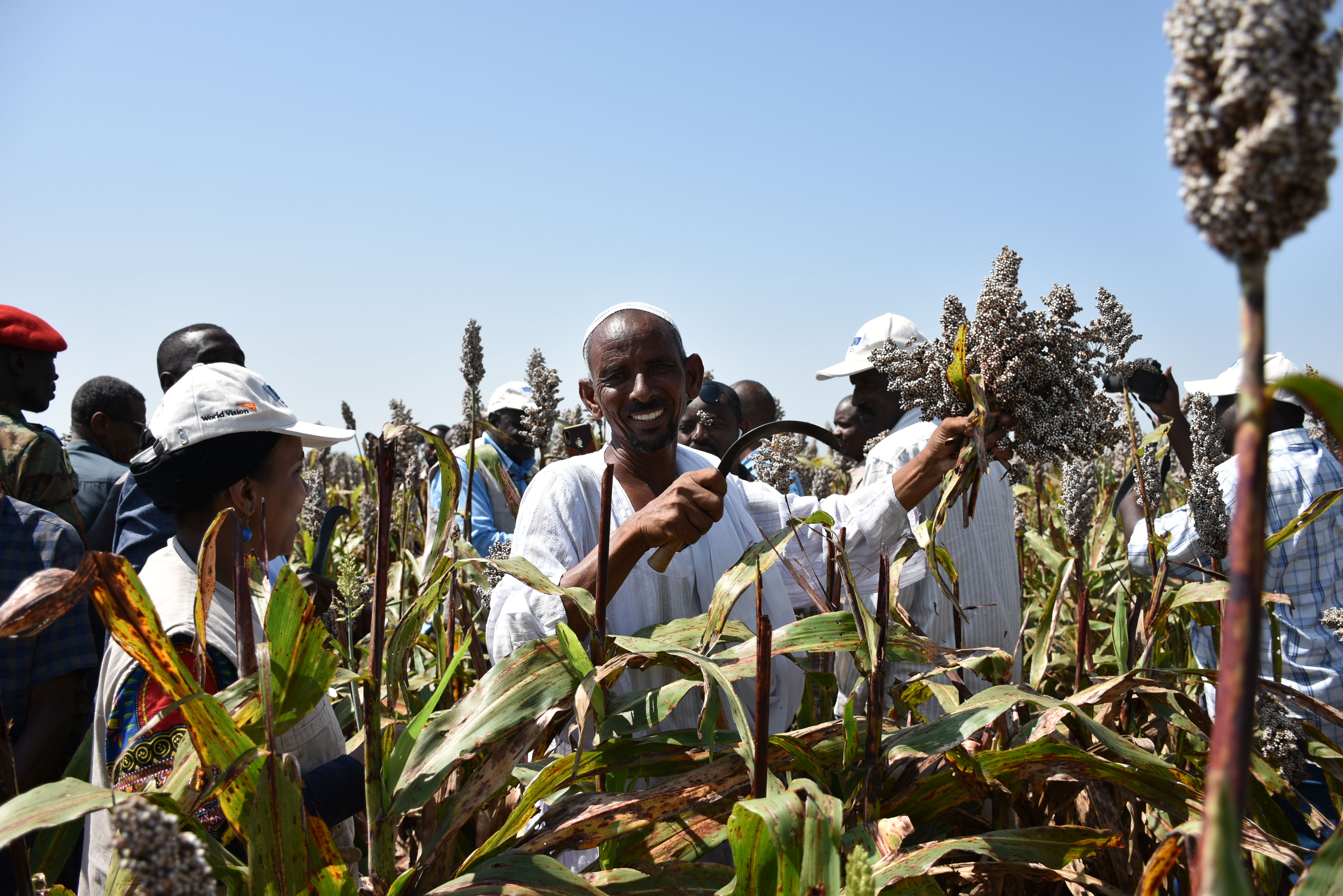 A farmer in Roseiries locality, Blue Nile state demonstrates the way to harvest the sorghum crop using a sickle.