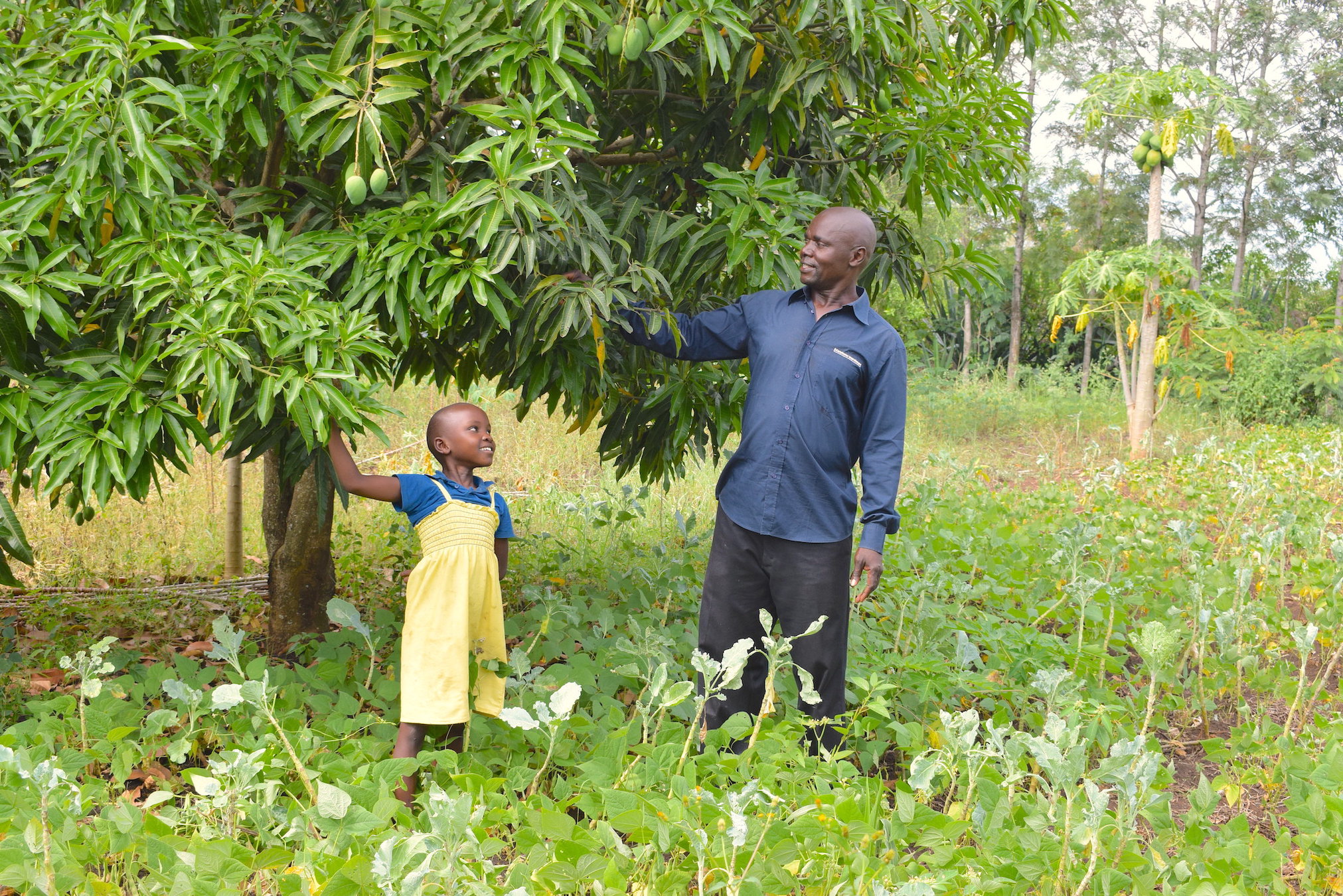 Trees improve the productivity of soils in farms. 