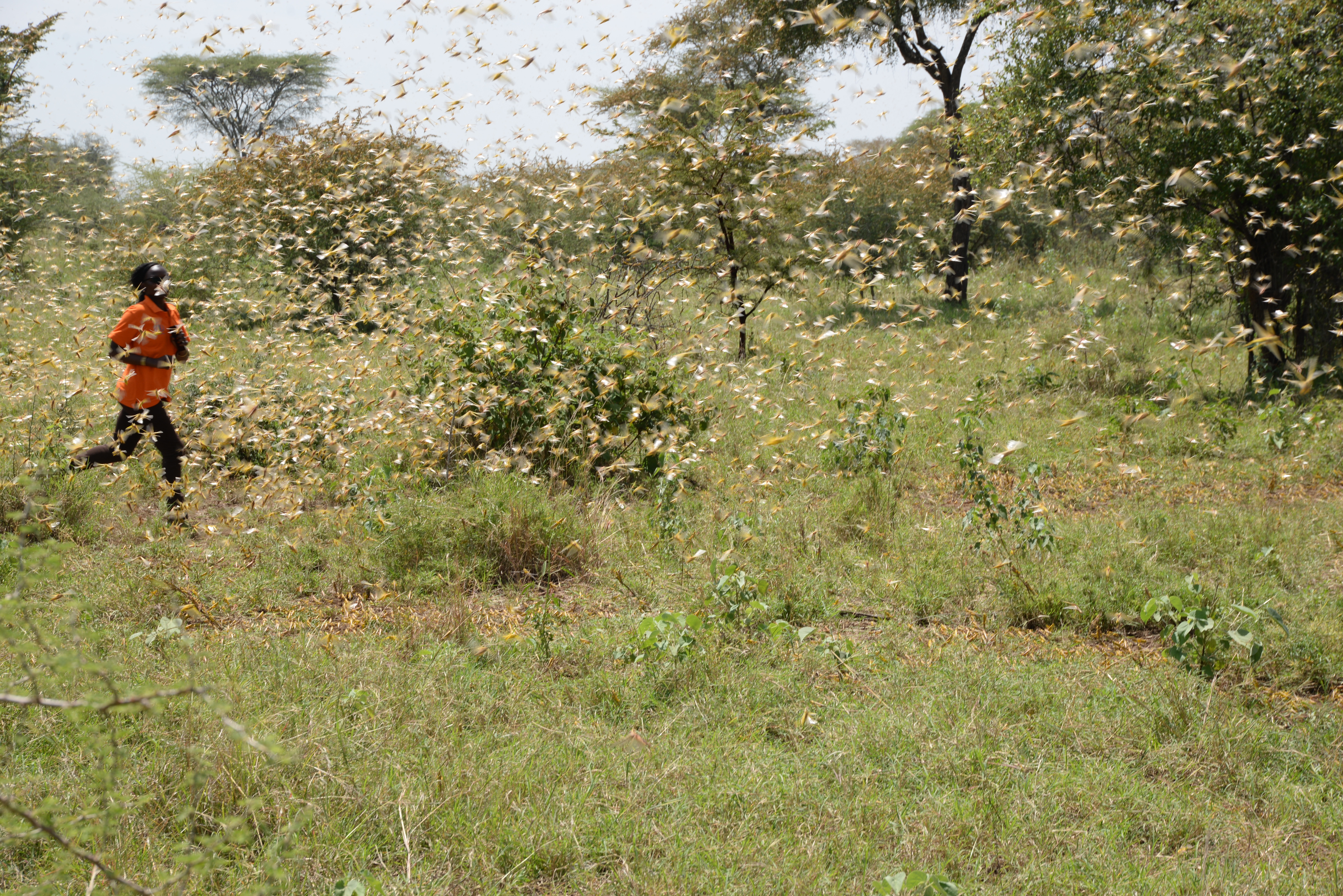 Locusts in Karamoja