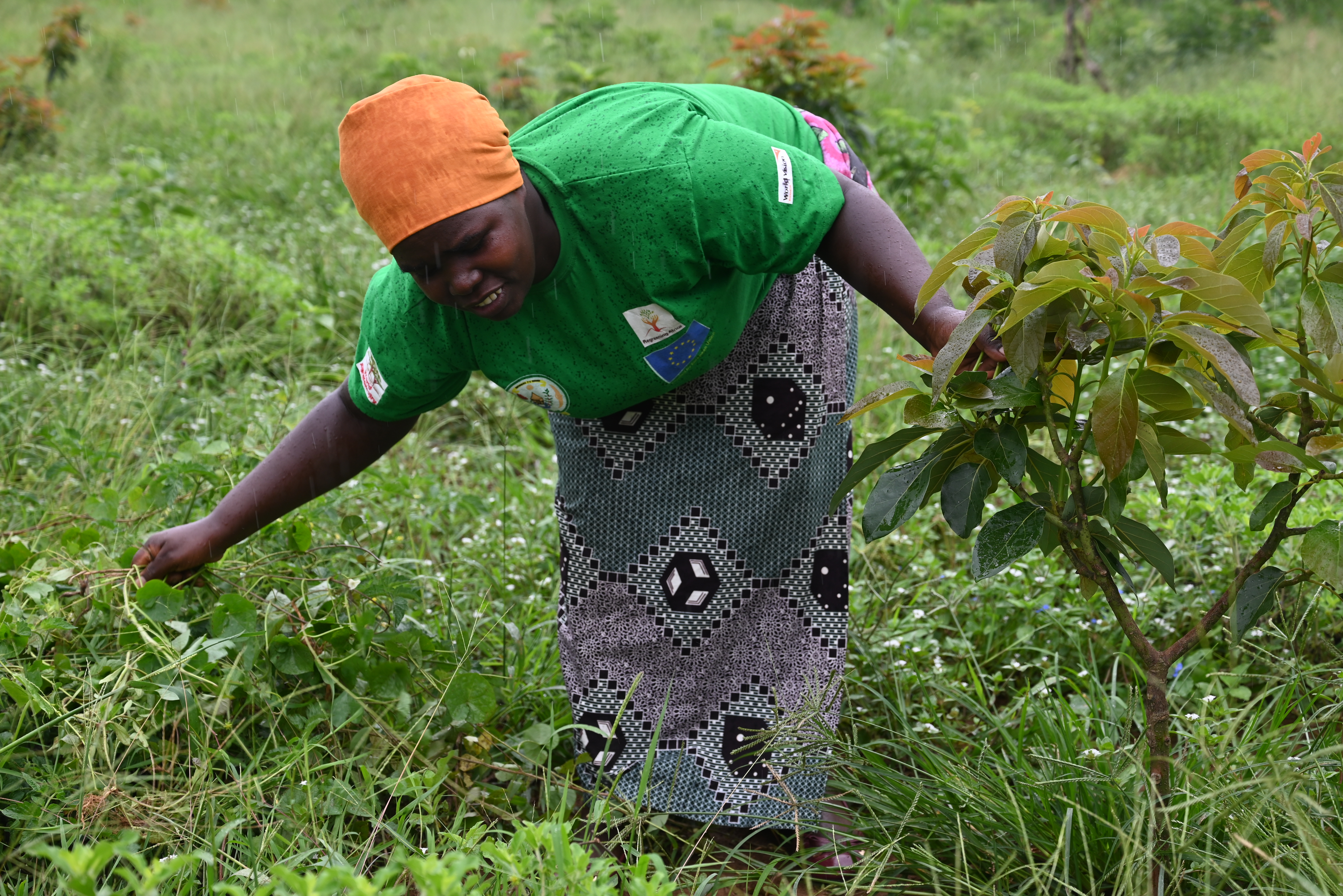 Beatrice weeding her avocado tree