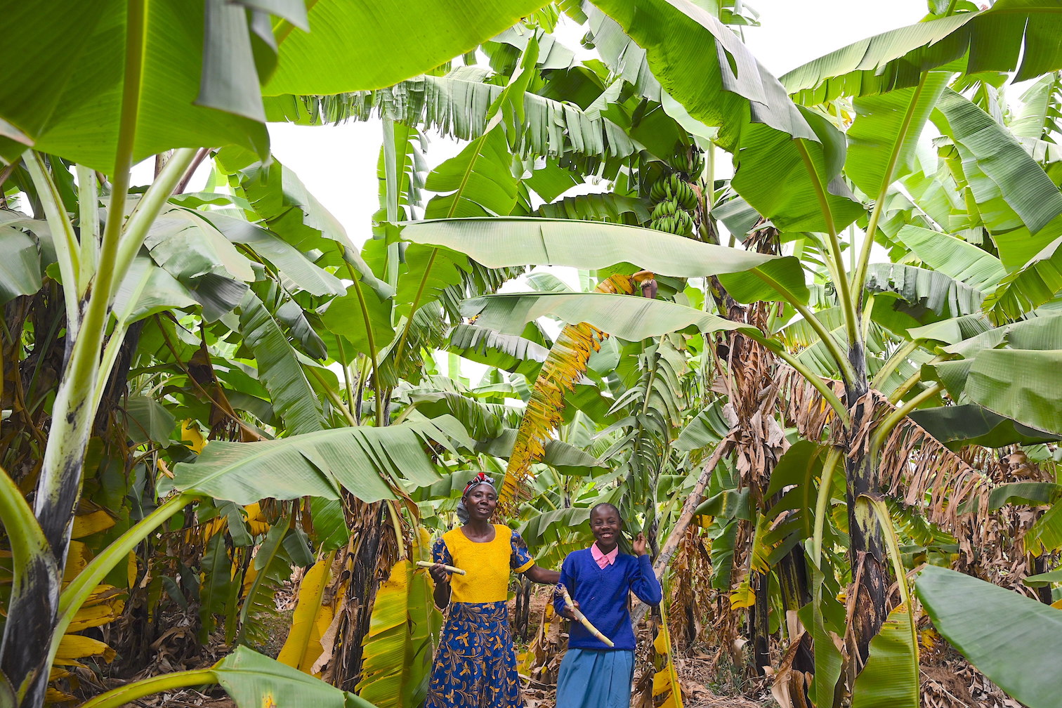 Fruits trees are enabling Teresia and Tom to make profit from their farm produce. ©World Vision Photo/Sarah Ooko.