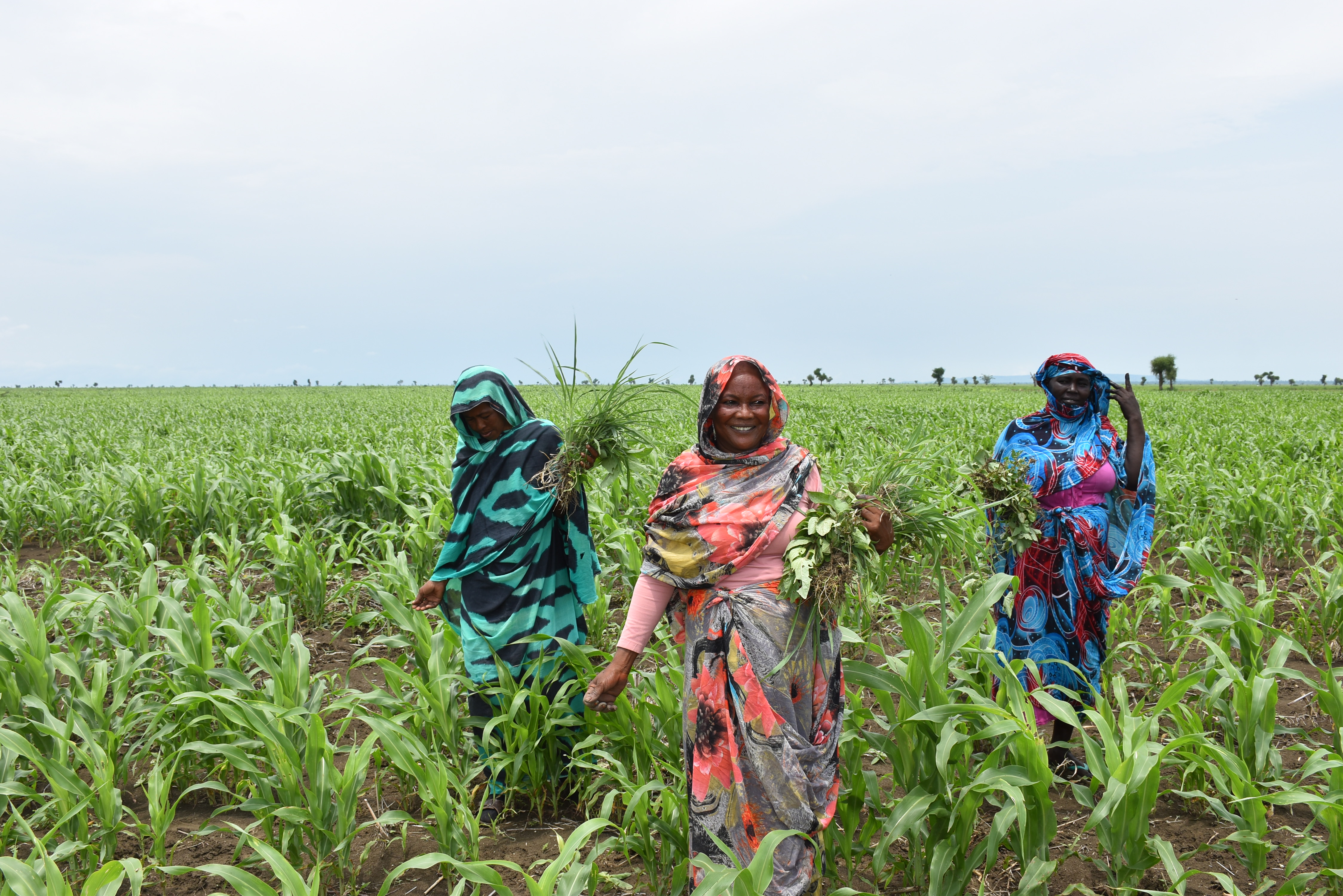 Aisha is one of the smallholder farmers that have received support through an EC funded project to grow high yielding sorghum