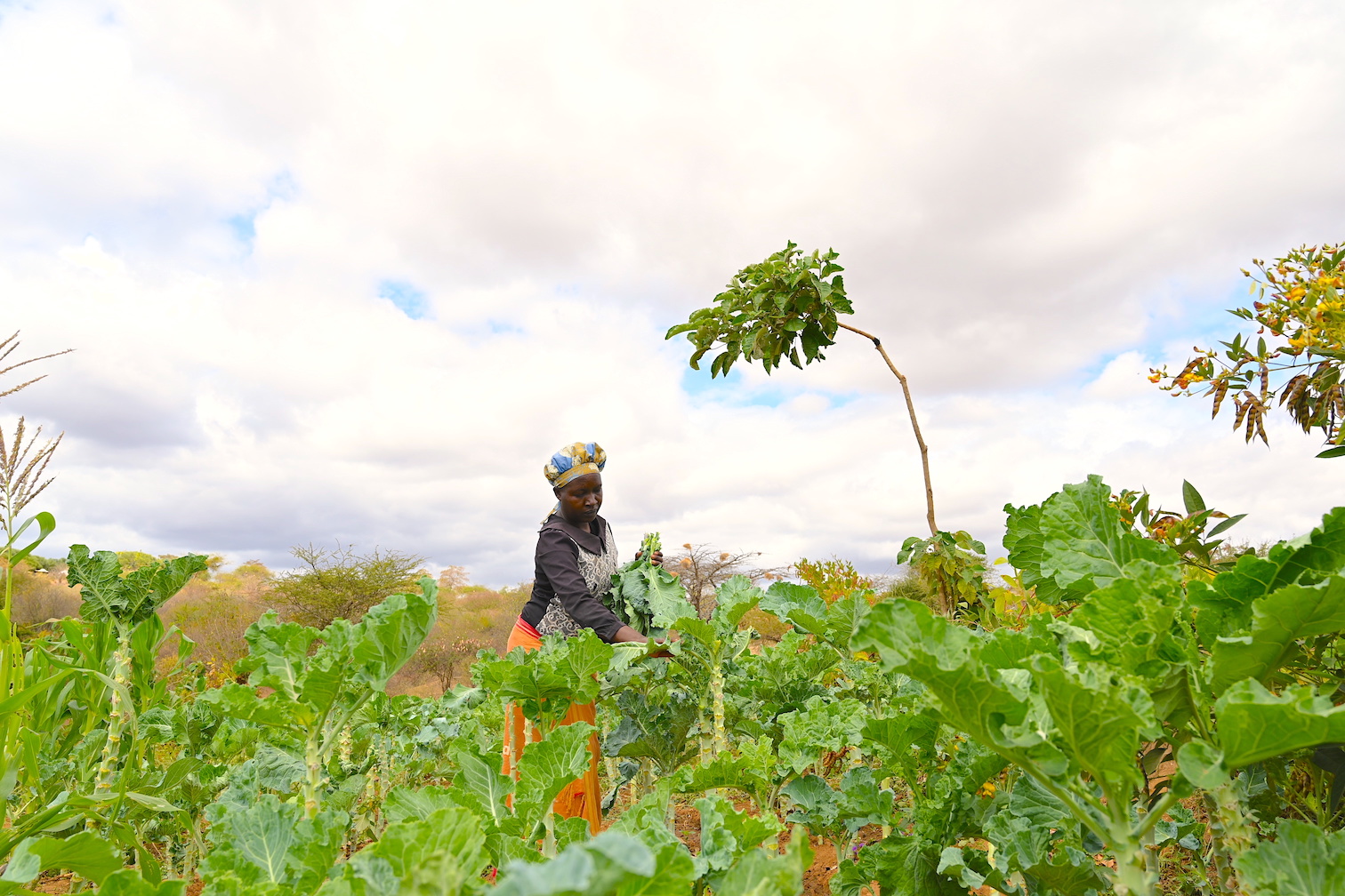 Training on climate-smart farming tips enables farmers in dry areas to improve increase their agricultural yields. ©World Vision Photo/Sarah Ooko.