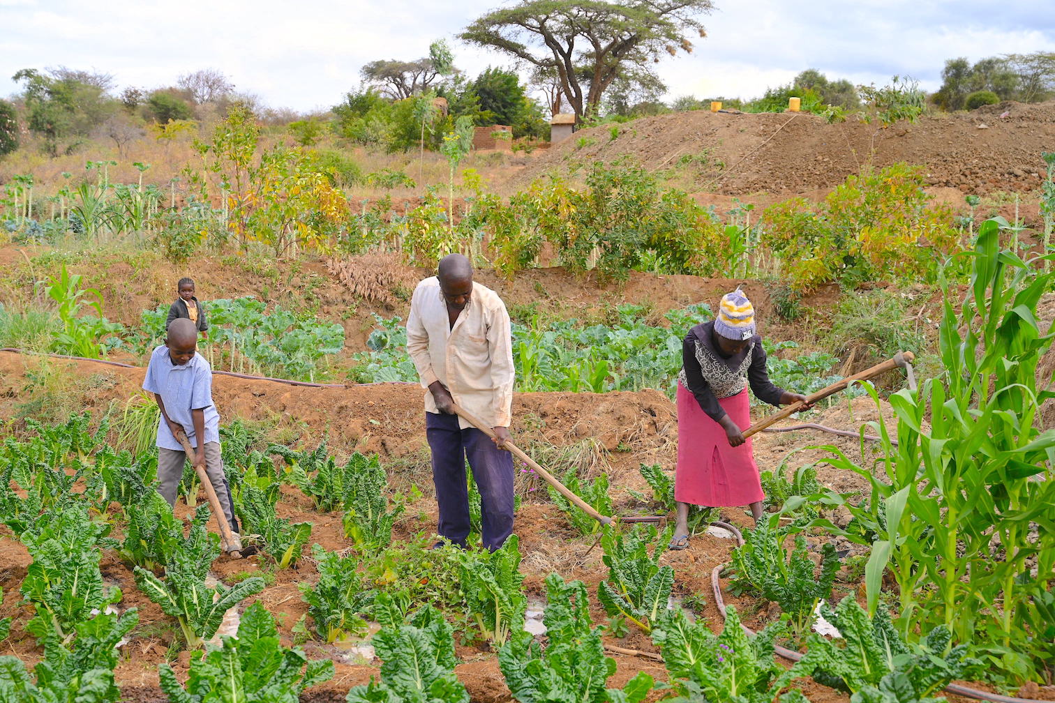 Prolonged droughts adversely affect crop production which is a major source of livelihood for communities in Makueni County, Kenya. ©World Vision Photo/Sarah Ooko.