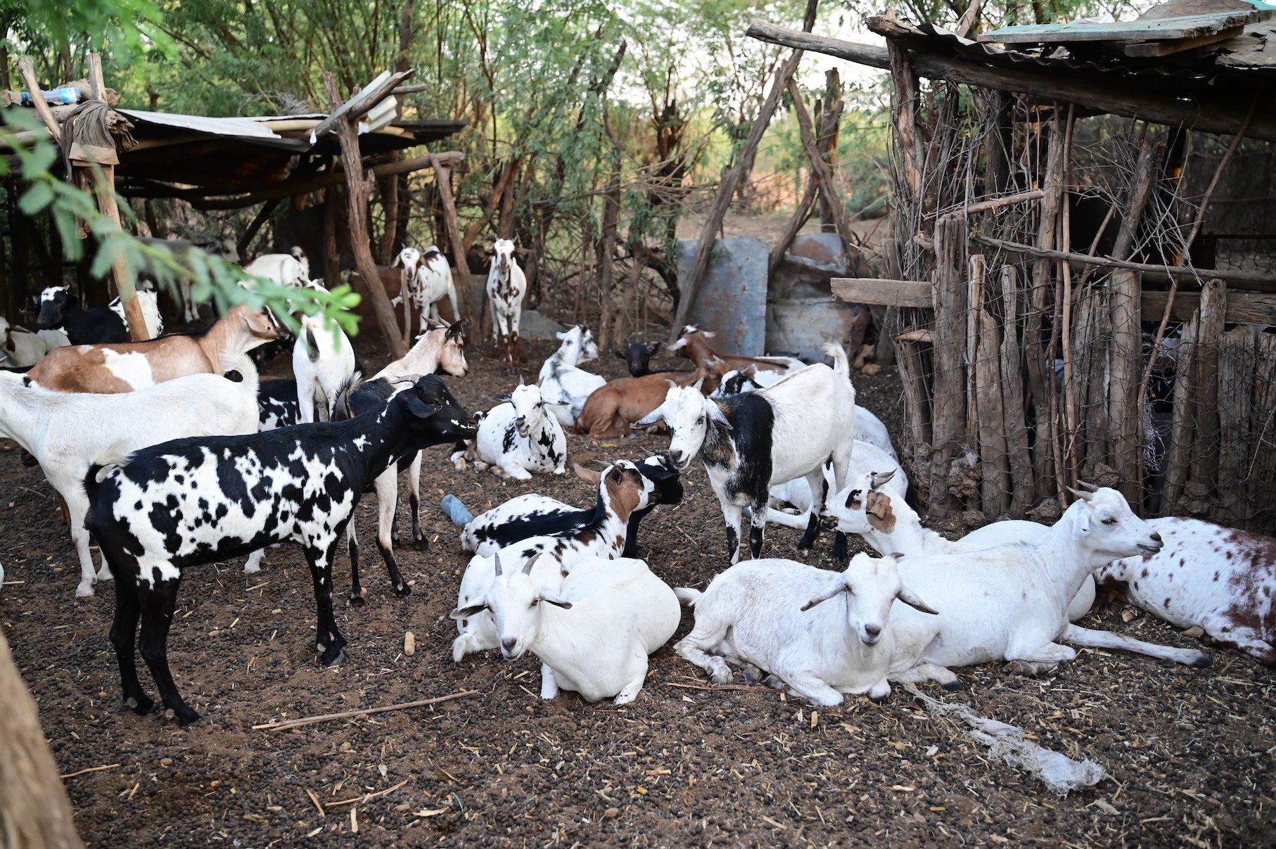 Gladys has over 200 goats that have remained healthy at a time when some families are losing their livestock due to the ongoing drought in Kenya. ©World Vision Photo/Hellen Owuor.