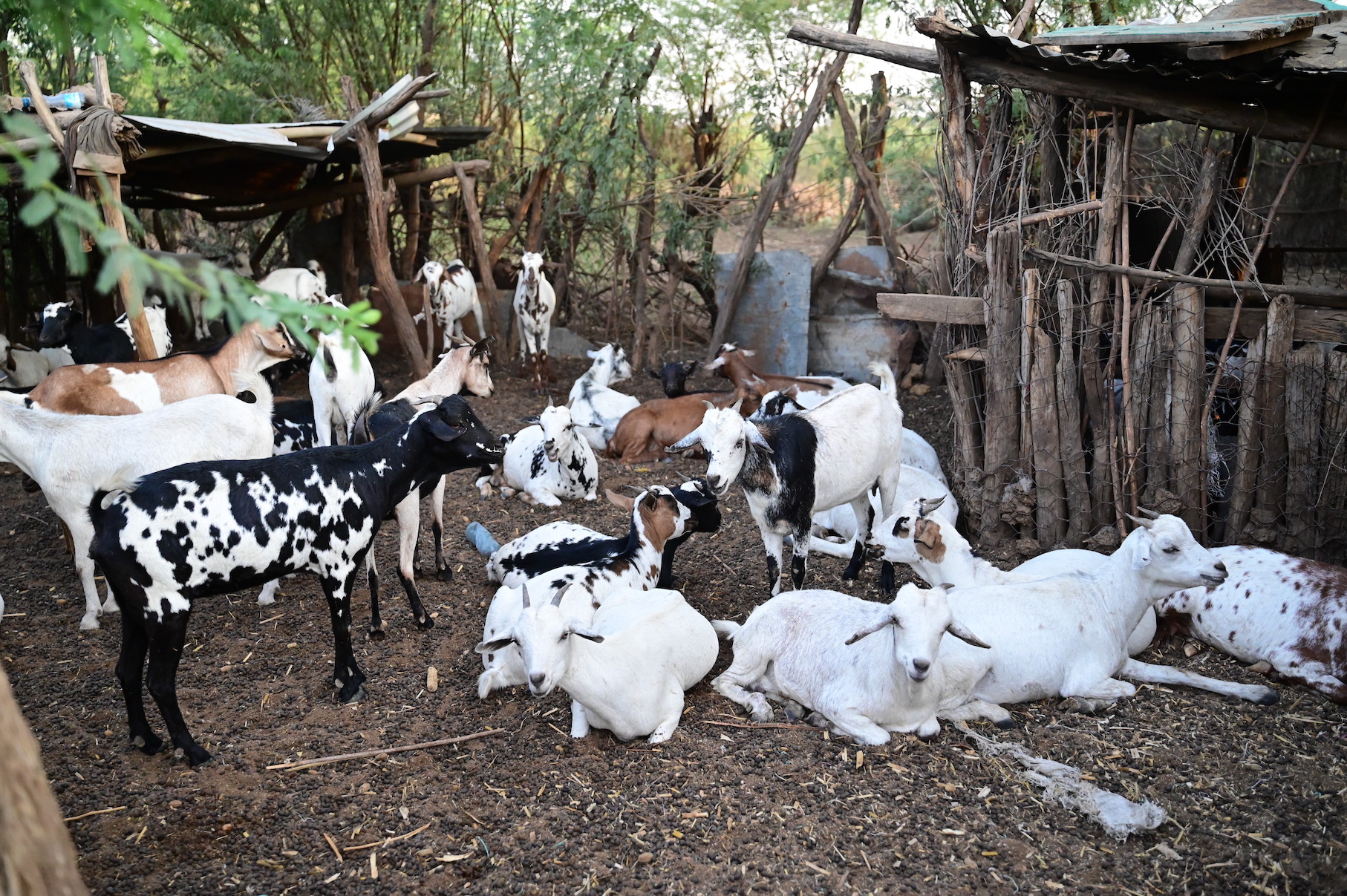 Gladys has over 200 goats that have remained healthy at a time when some families are losing their livestock due to the ongoing drought in Kenya. ©World Vision Photo/Hellen Owuor.