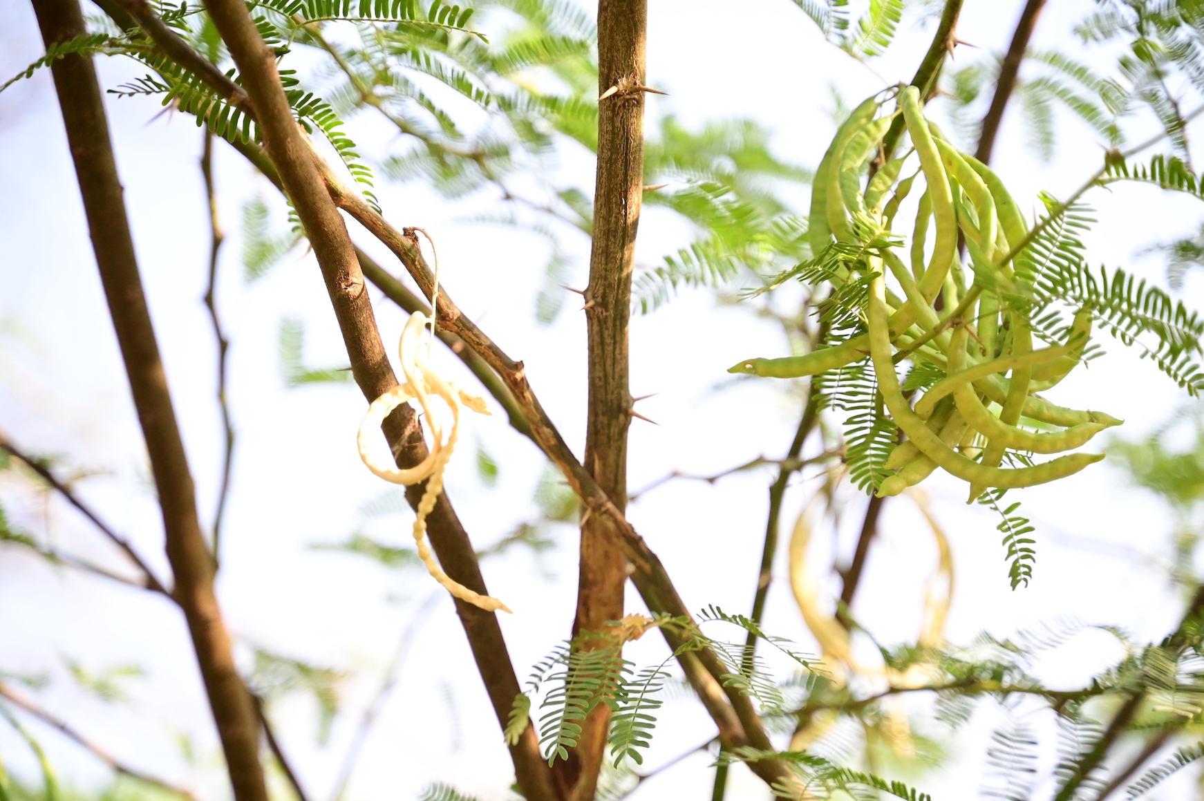 Prosopis juliflora is an invasive plant that has covered almost 70% of Baringo South. Although its thorns are poisonous, the pods are a good source of protein for animal feed. World Vision Photo/Hellen Owuor.