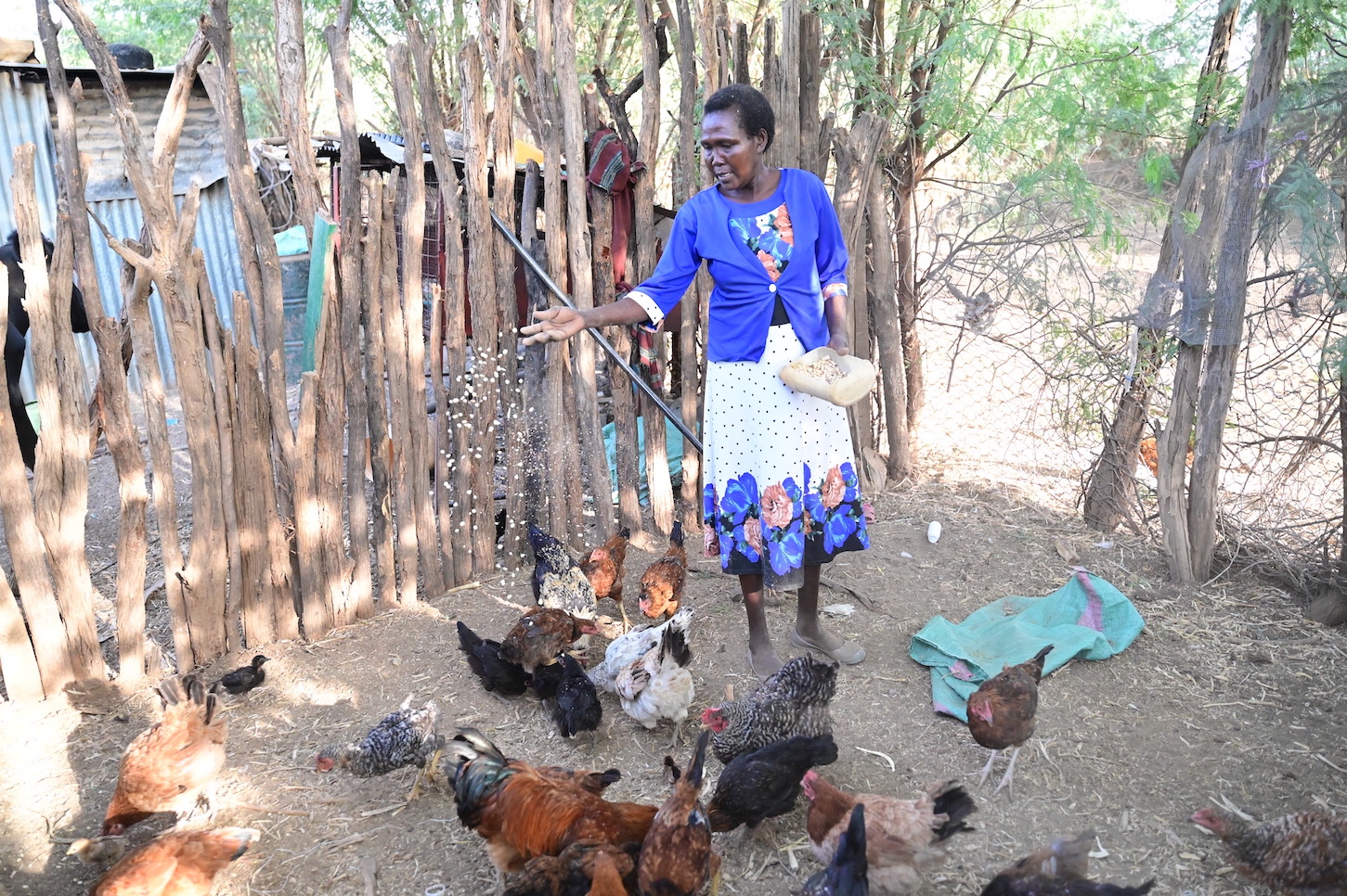 Gladys uses the money earned from the sales of her livestock and their products to  cater for family and household essentials. World Vision Photo/Hellen Owuor.