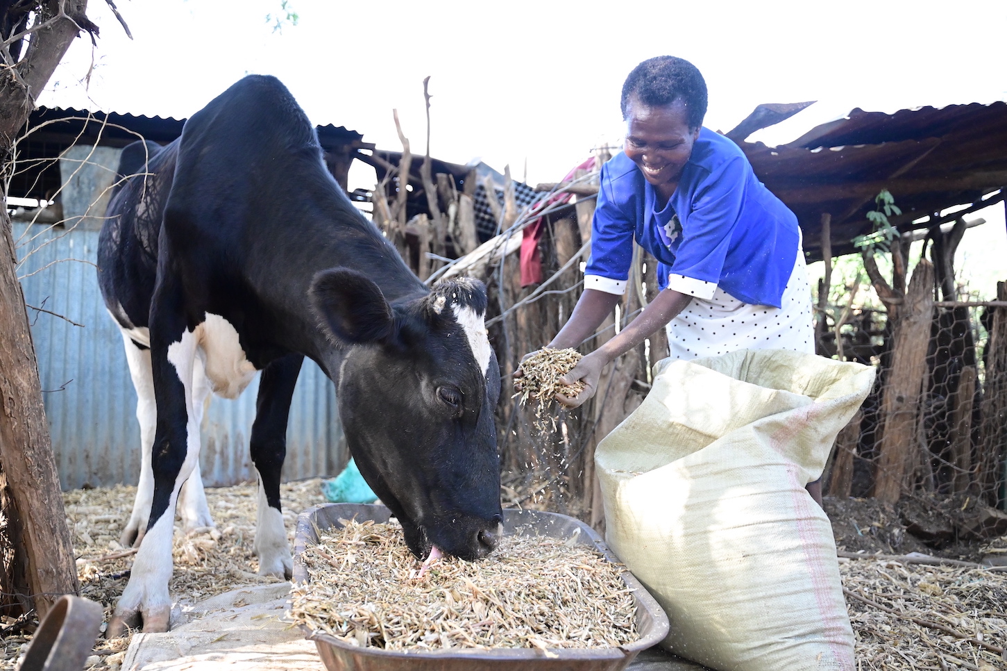 Apart from the mixture of grounded maize cobs and mathenge pods, Gladys also feeds her cattle with grounded nutritious beans and green grams. World Vision Photo/Hellen Owuor.