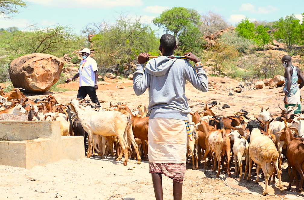 The rock catchment water project sustains livestock during dry seasons. This enables families to get milk and meat that boost their nutrition status. ©World Vision Photo/Sarah Ooko.