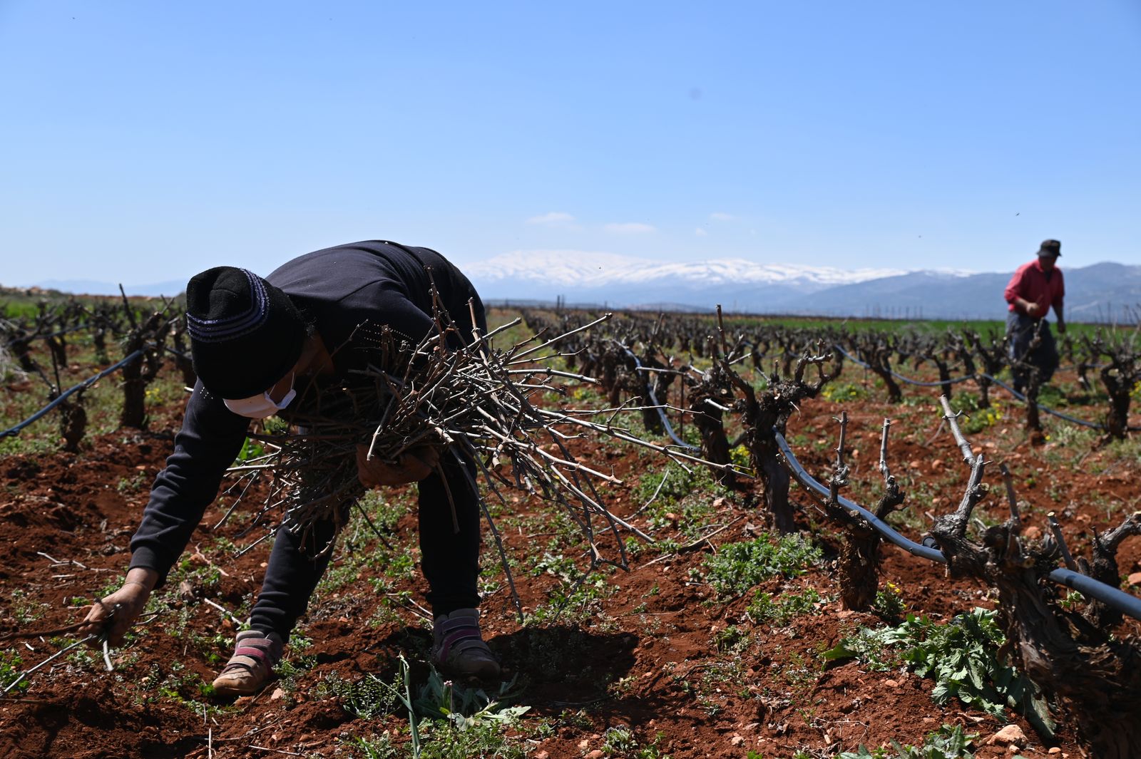 collecting crops