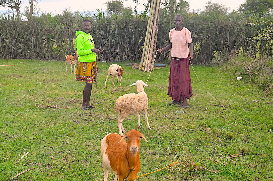 Isdora (left) and her mother with the some of the sheep and goats received through the support of World Vision donors under the child sponsorship programme.