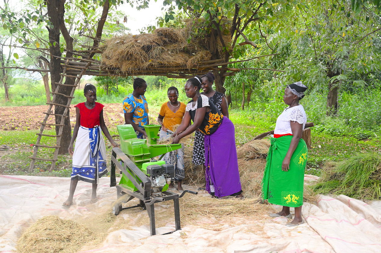 Grace and her women's group grind dry grass for their livestock. Grace has empowered women in her community ton boost tree cover on their land and promote the growth of grass for livestock fodder.