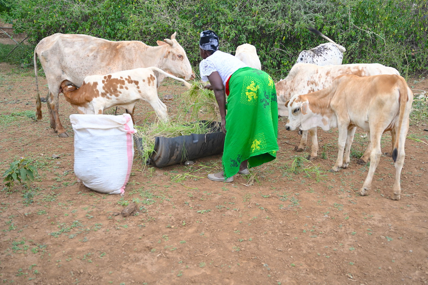 Despite the drought, Grace has enough grass for her livestock thanks to the increased tree cover on her farm in Baringo County, Kenya. 