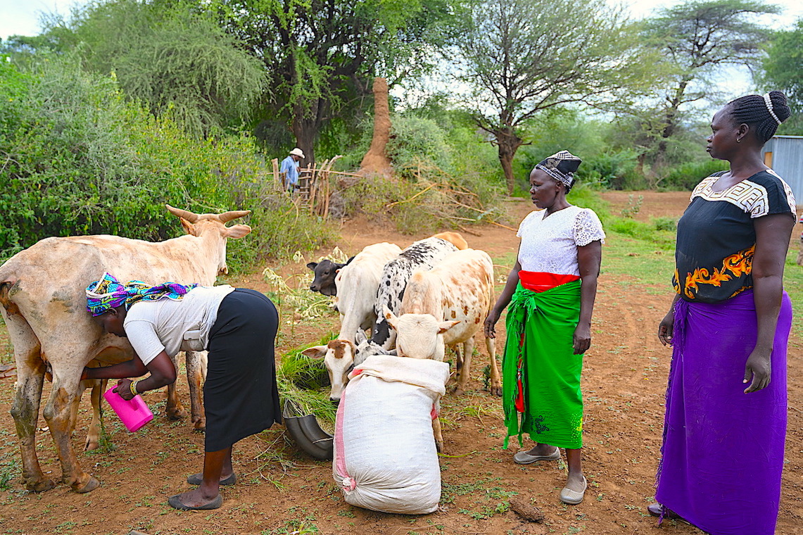 With sufficient fodder Grace's (centre) cattle are still alive and productive amidst the drought.fficient fodder Grace's (centre) cattle are still alive and productive amidst the drought.