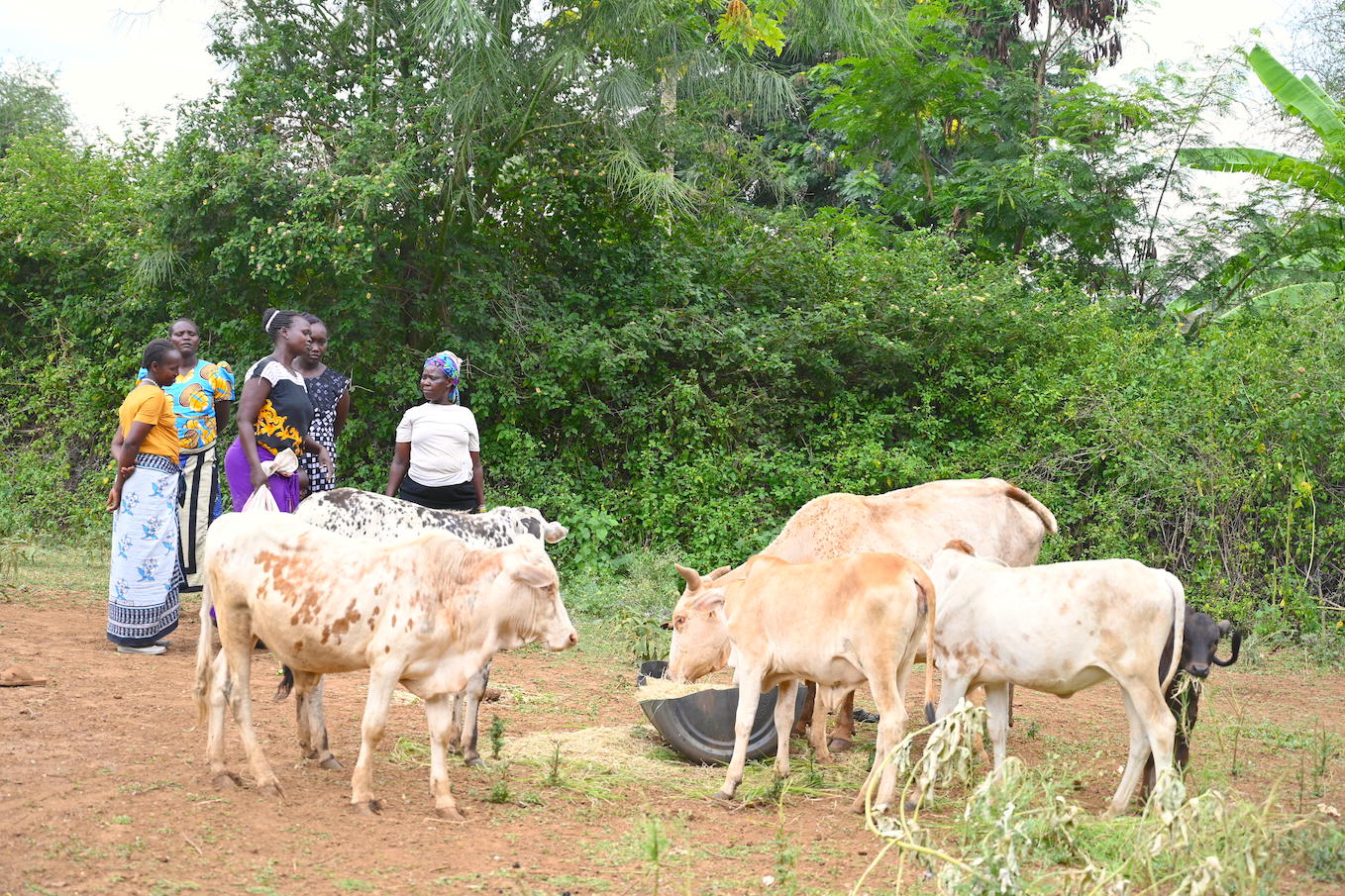 While men travel for long distances with most of the animals in search of pasture, women are usually left behind to take care of the home and part of the livestock left behind.©World Vision Photo/Sarah Ooko.