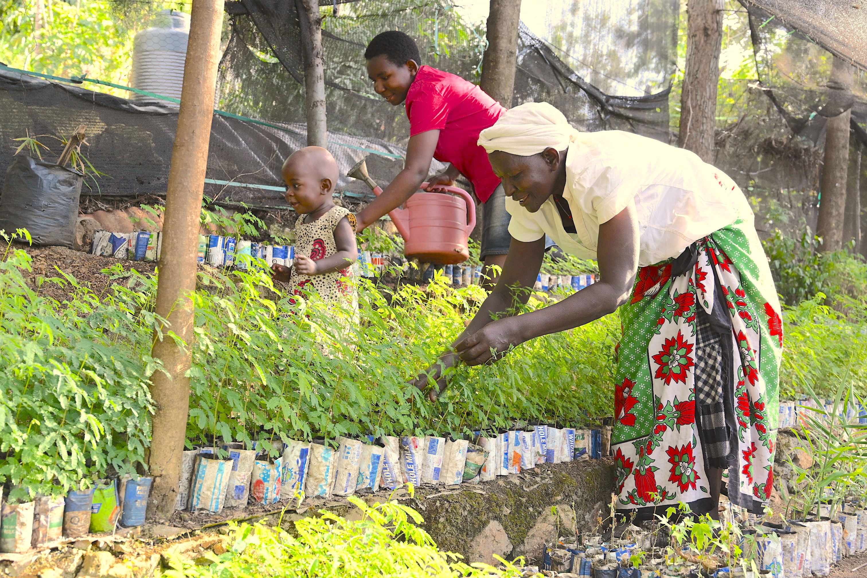 Salome's tree nursery provides her with indigenous tree seedlings that she also avails to the community at affordable prices so as to help increase tree cover in the area.