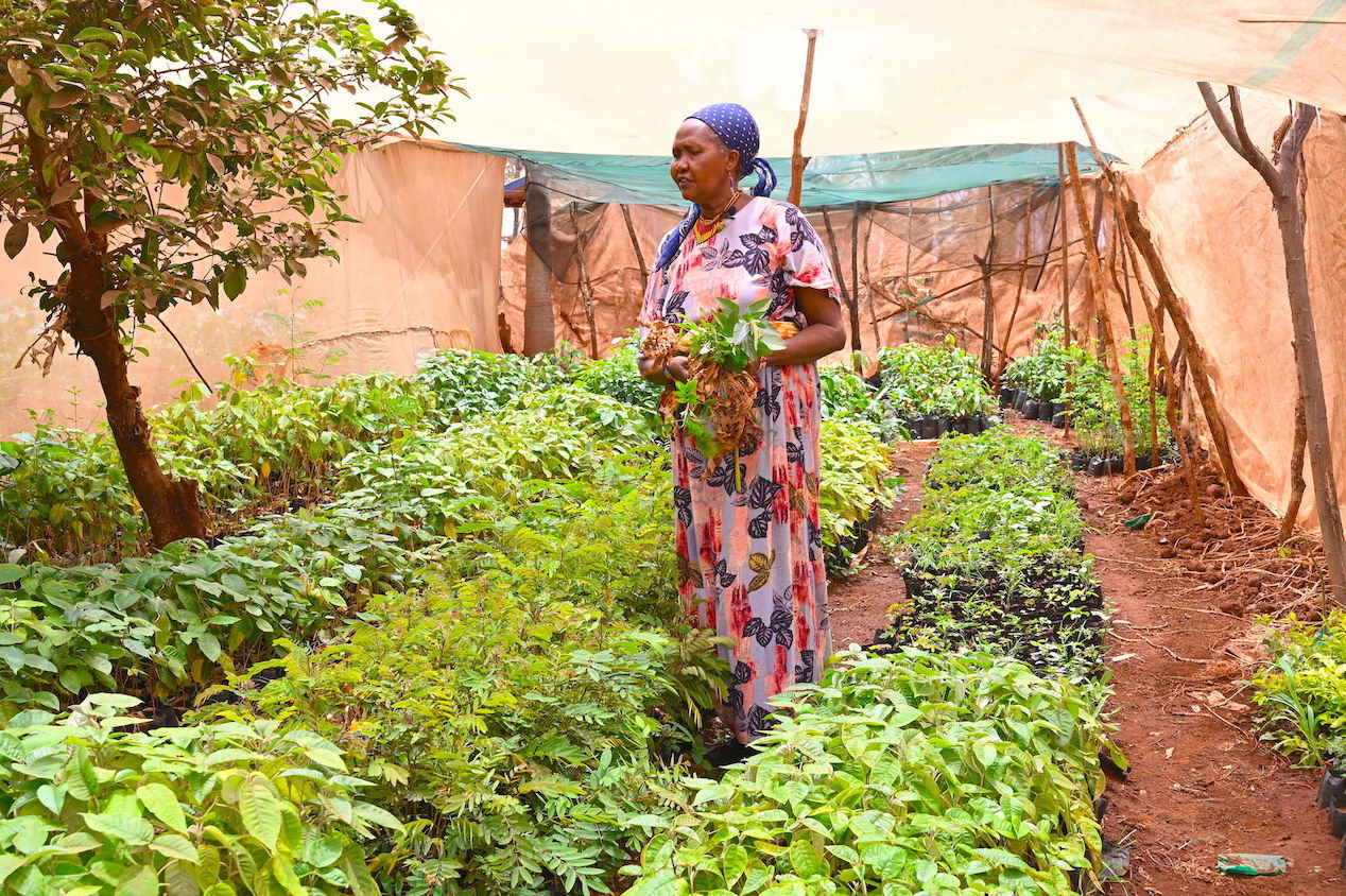 Joyce has planted seedlings of various fruits trees and indigenous tree species that she plants to increase tree cover in her community. She also gets income from the venture.