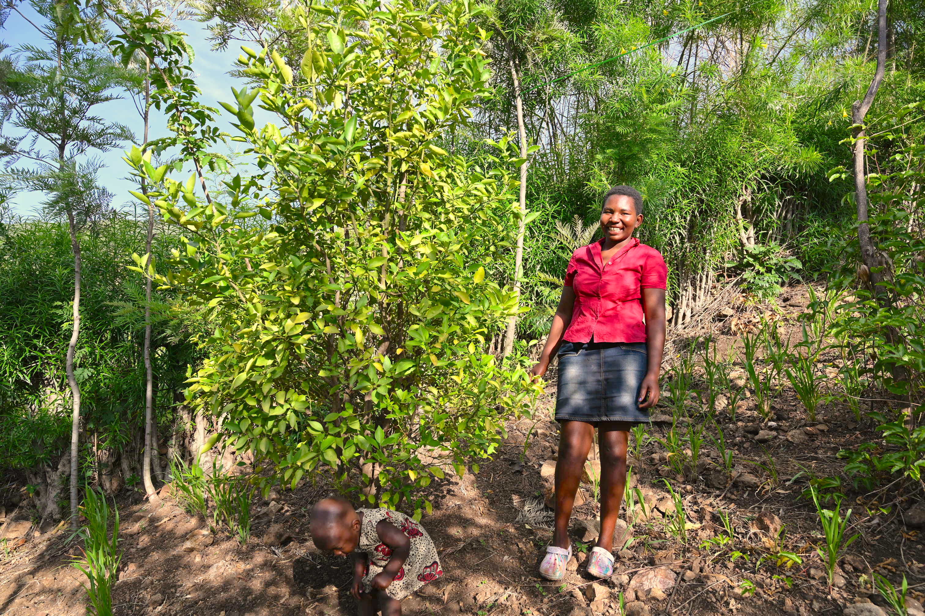 The lemon trees in Salome's farm have provided the family with a fruit that has immense health benefits and also enjoys a high market demand.
