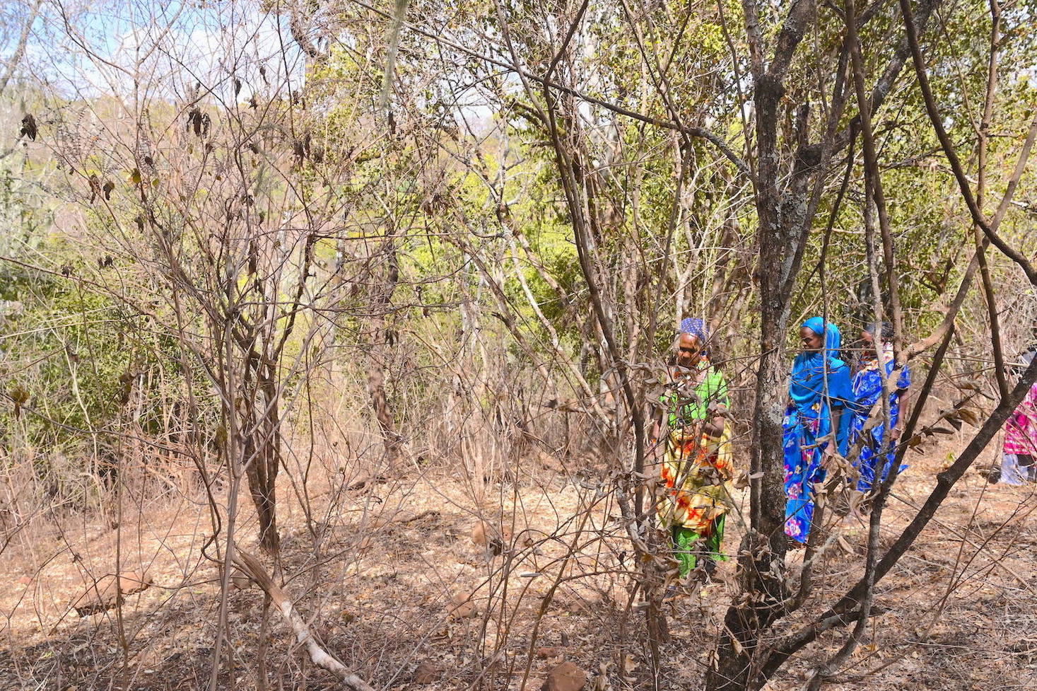 Trees in the Marsabit forest shade their lives in the dry season or make them wilt.©World Vision Photo/Sarah Ooko.