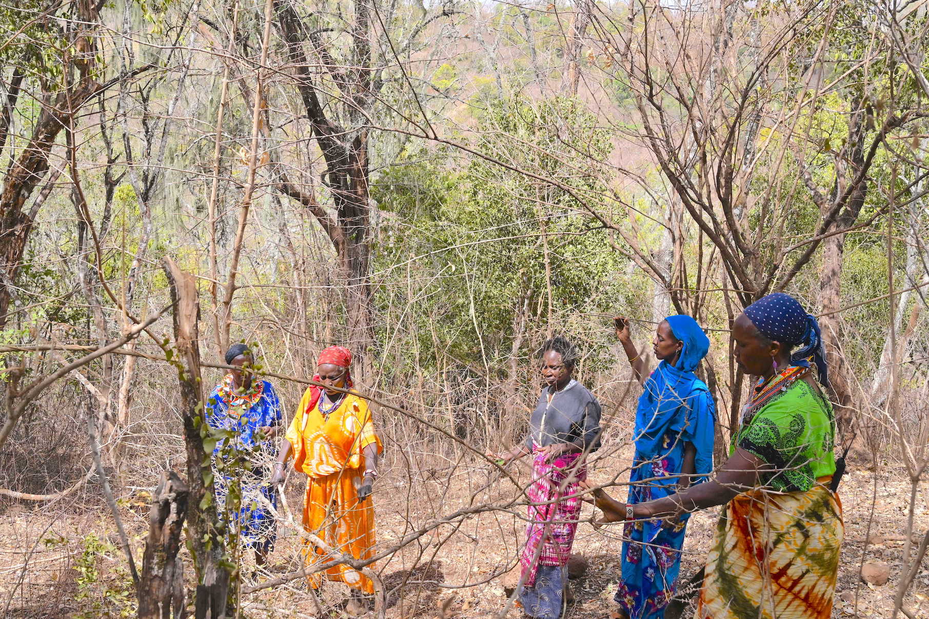 Women groups have taken it upon themselves to watch over the forest and prevent further deforestation and damage to the fragile ecosystem.