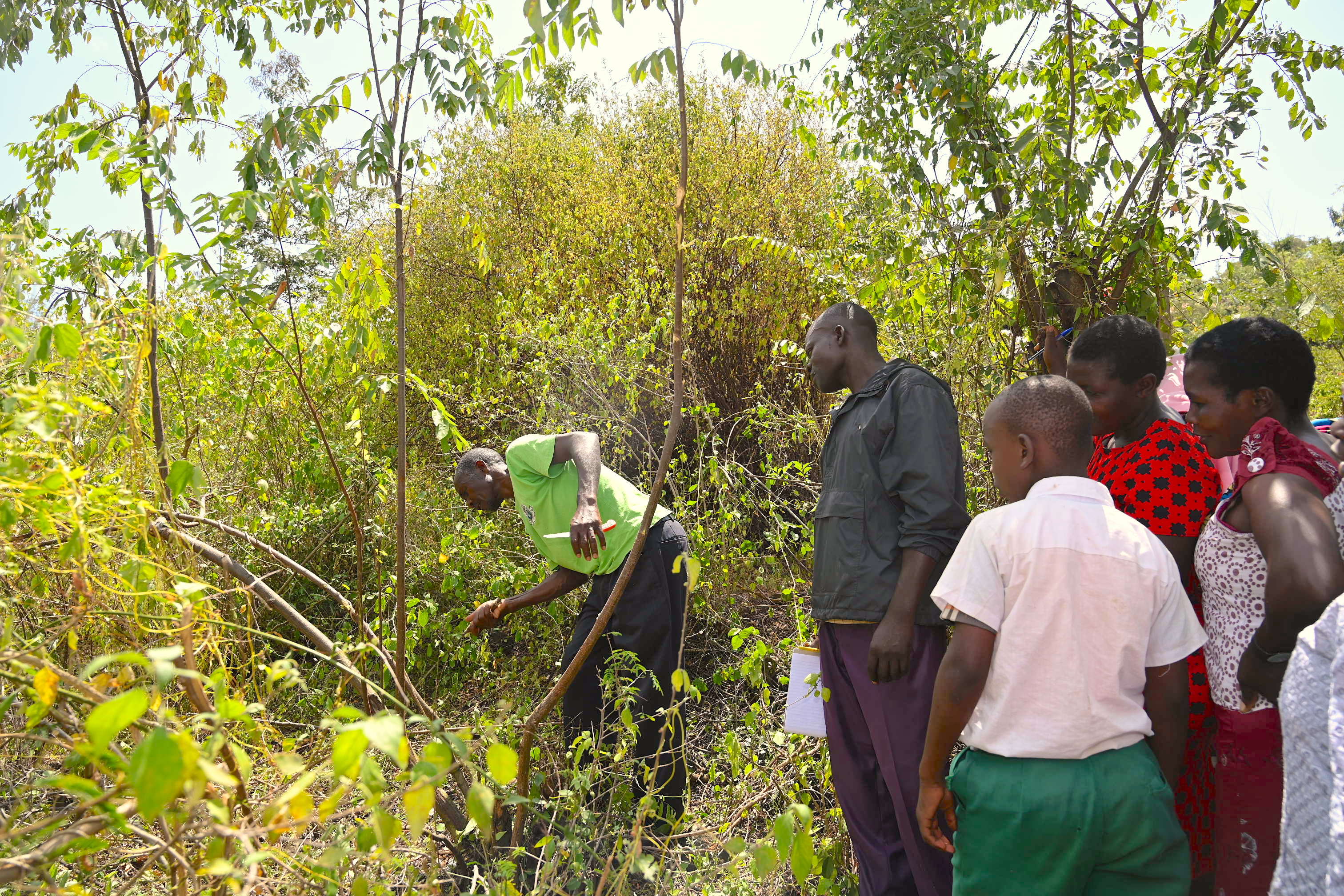 The Farmer Managed Natural Regeneration (FMNR) technique plays a key role in boosting the regrowth of indigenous trees that are resilient to climate change. ©World Vision Photo/Sarah Ooko.