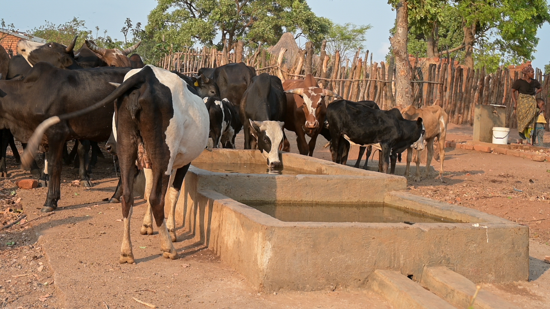 Cattle drinking water from the water point