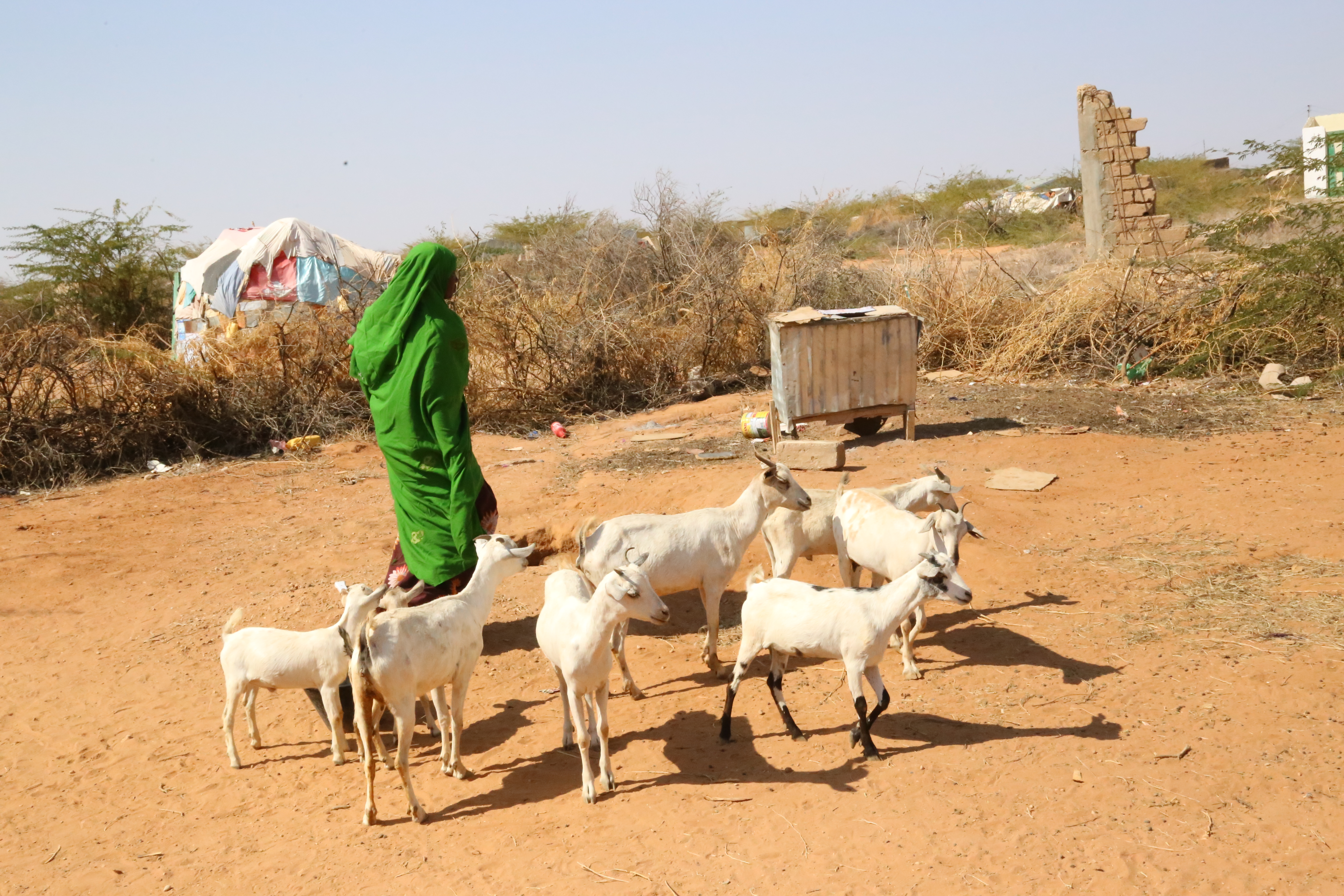 Fistula survivor, livelihood, somalia