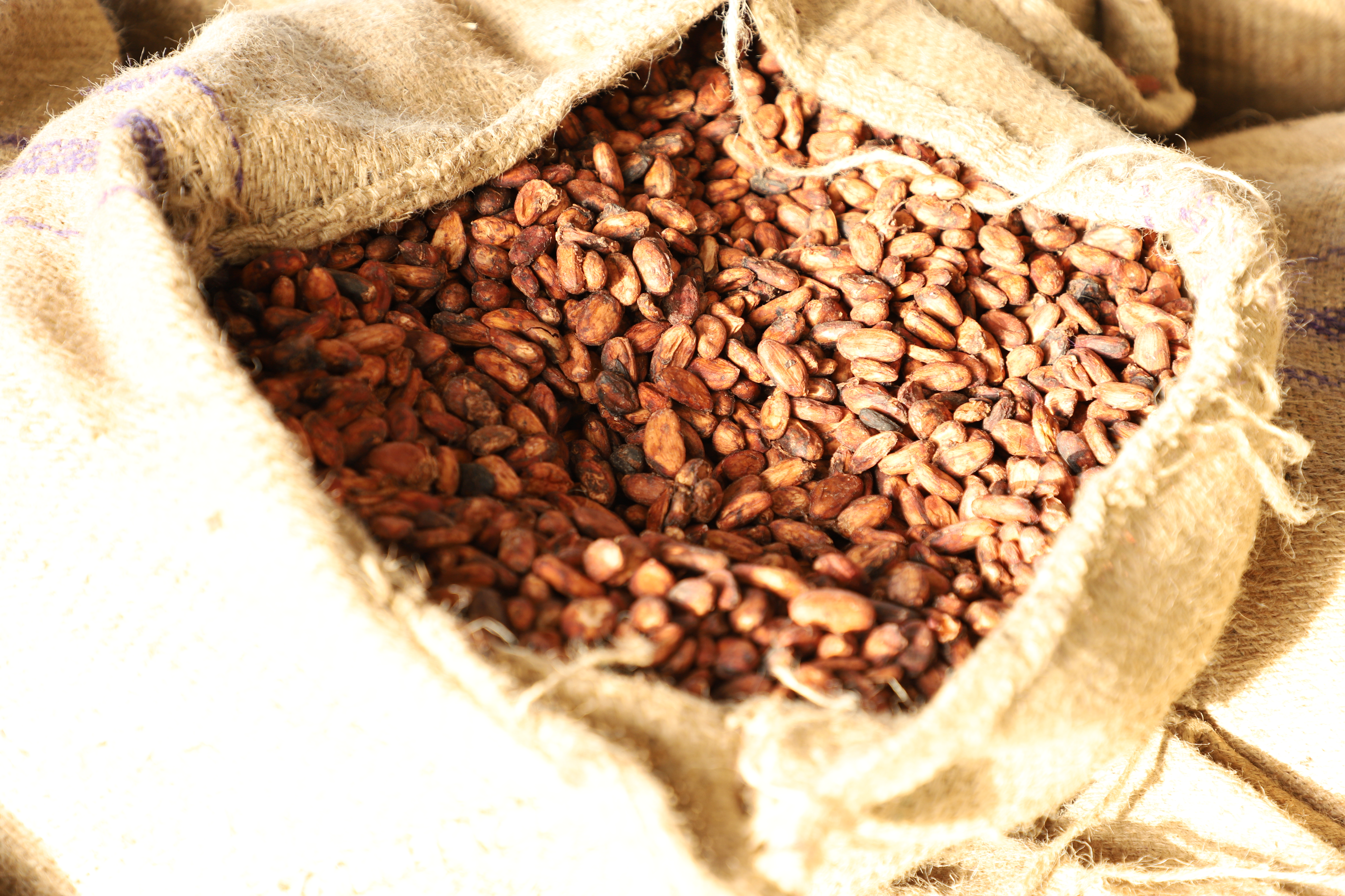 Cocoa dry-beans from farmer Edwards stock