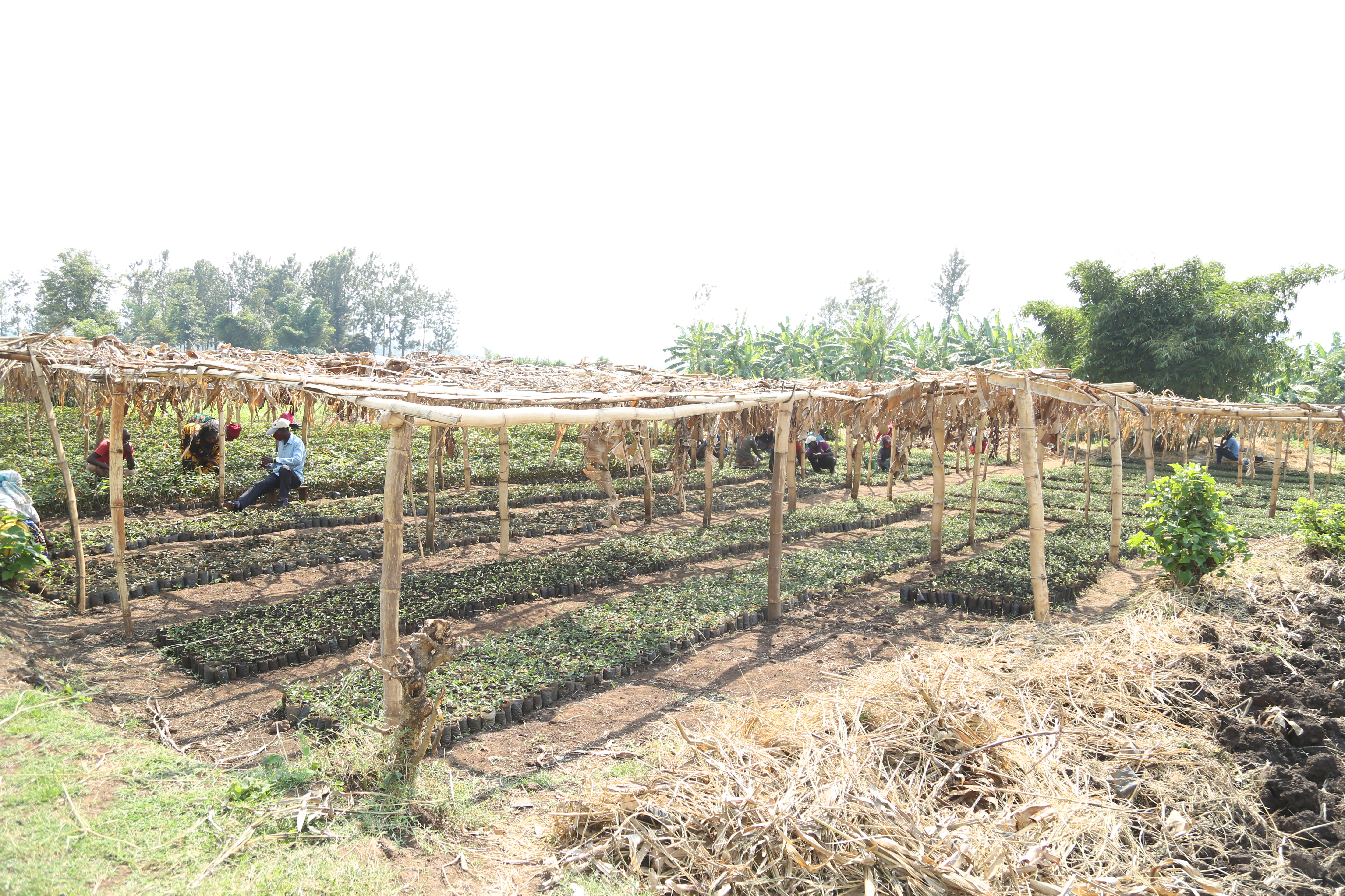 Muzedukore group preparing a green house of trees