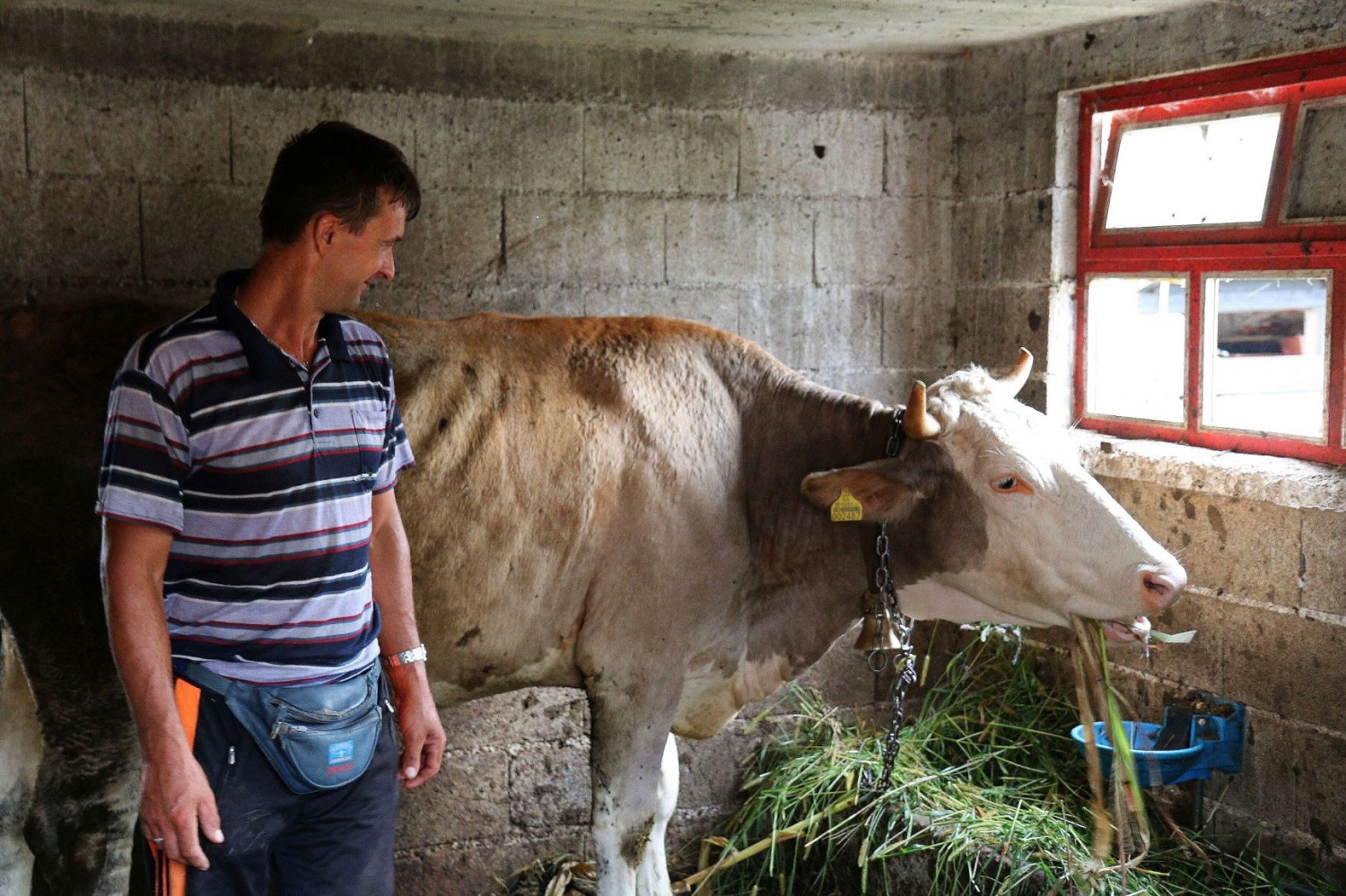 Edin in the stable