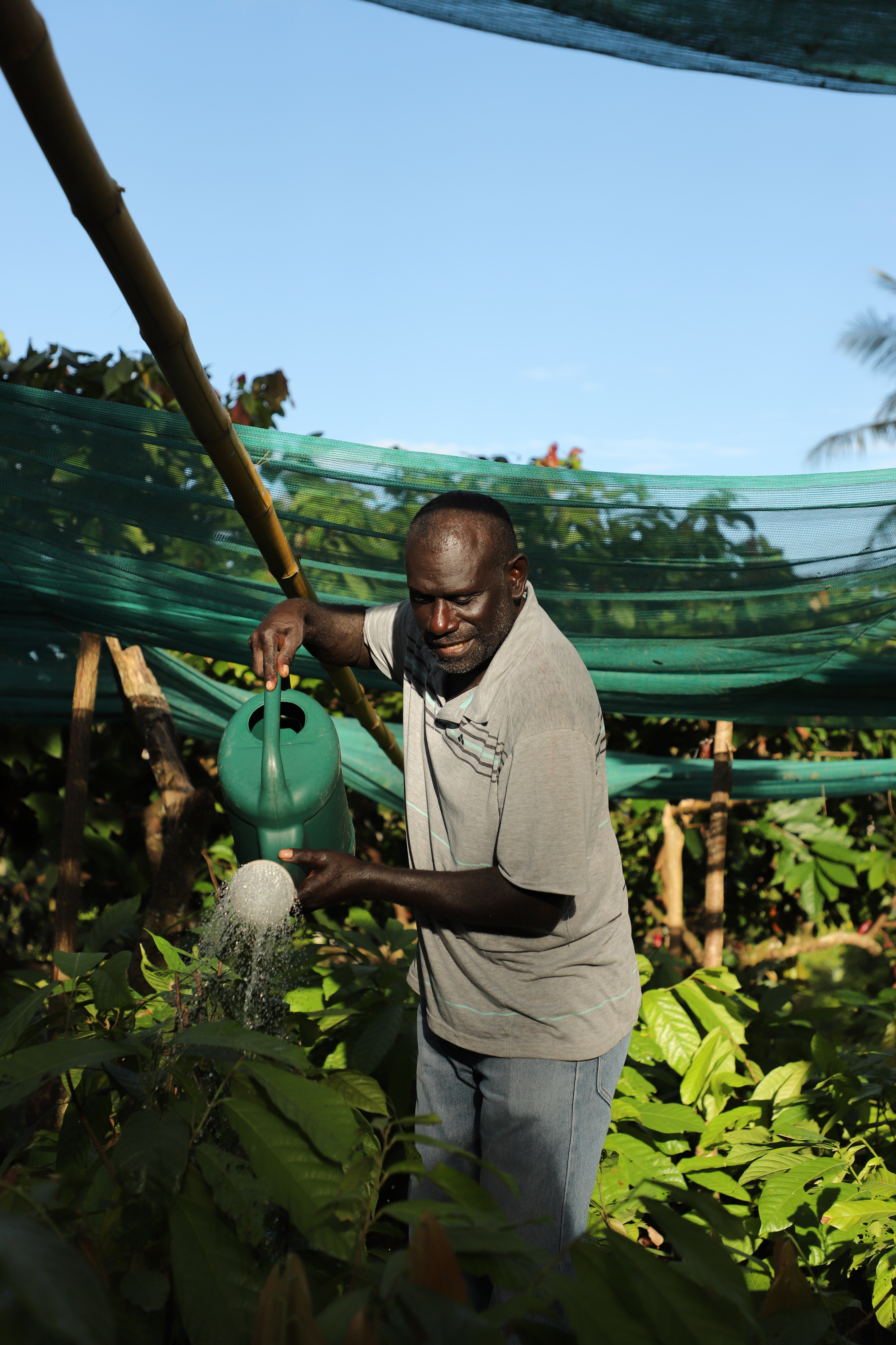 Farmer Edward watering his cocoa clones in his nursery