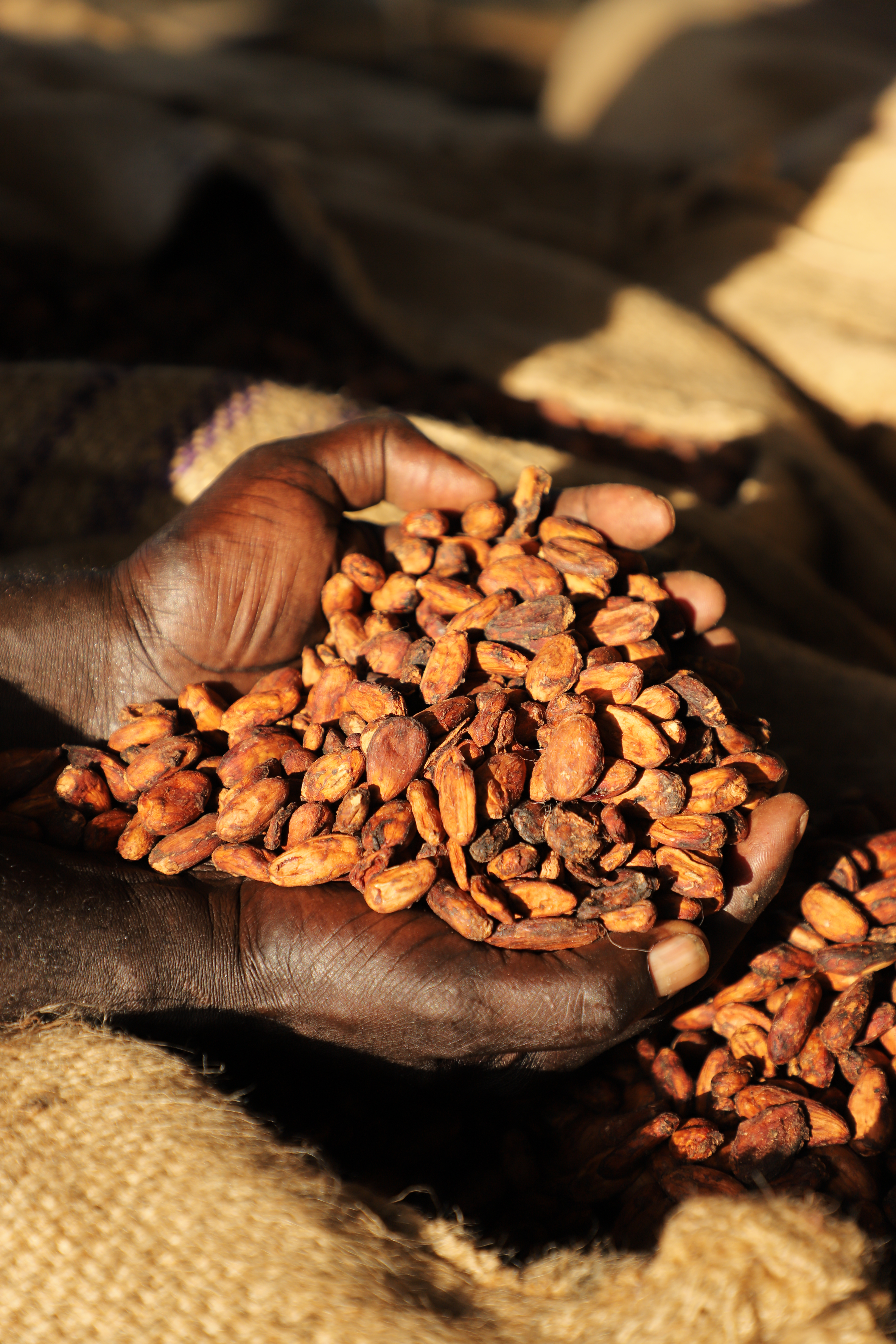 Cocoa from Edwards farm.